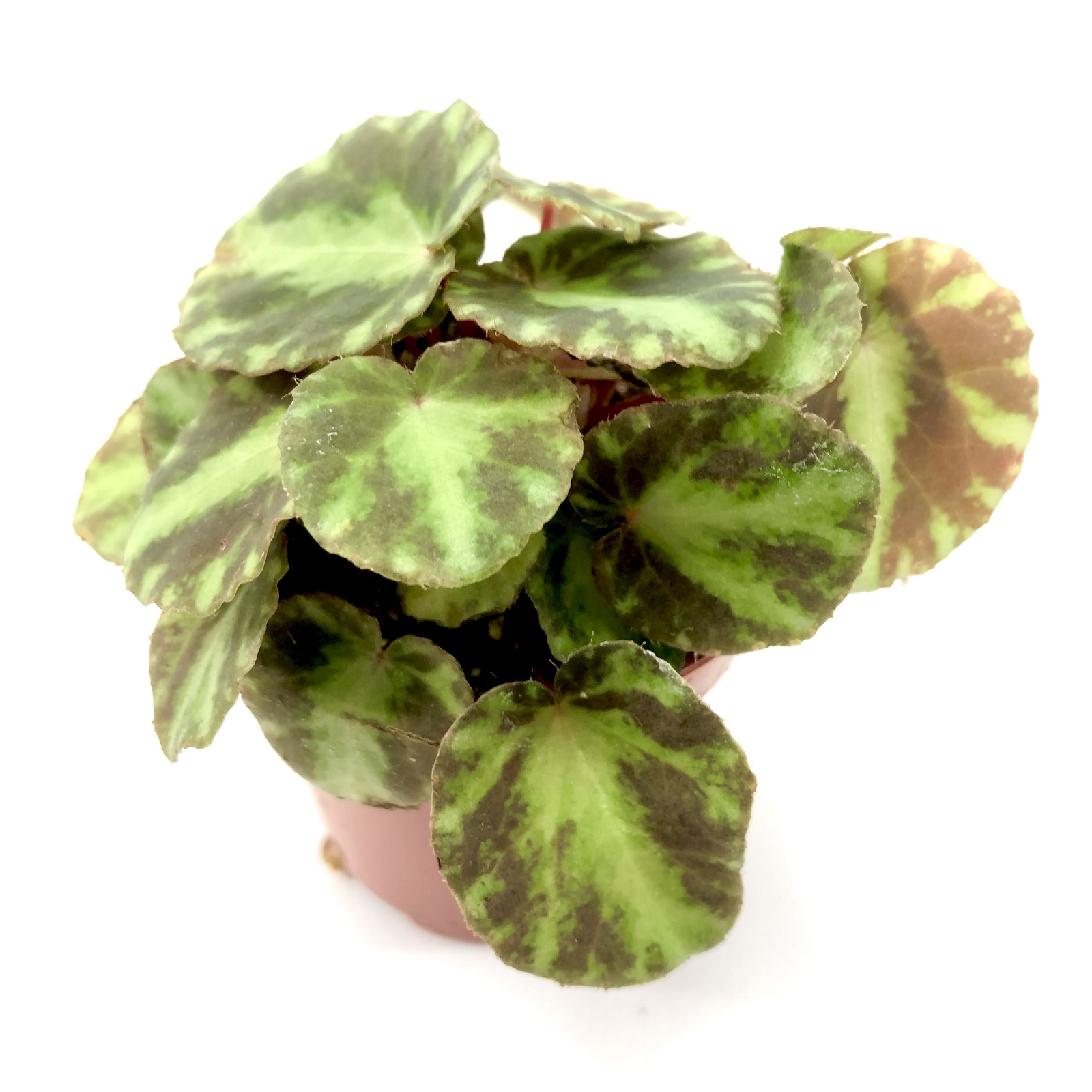 Begonia cleopatrae mini