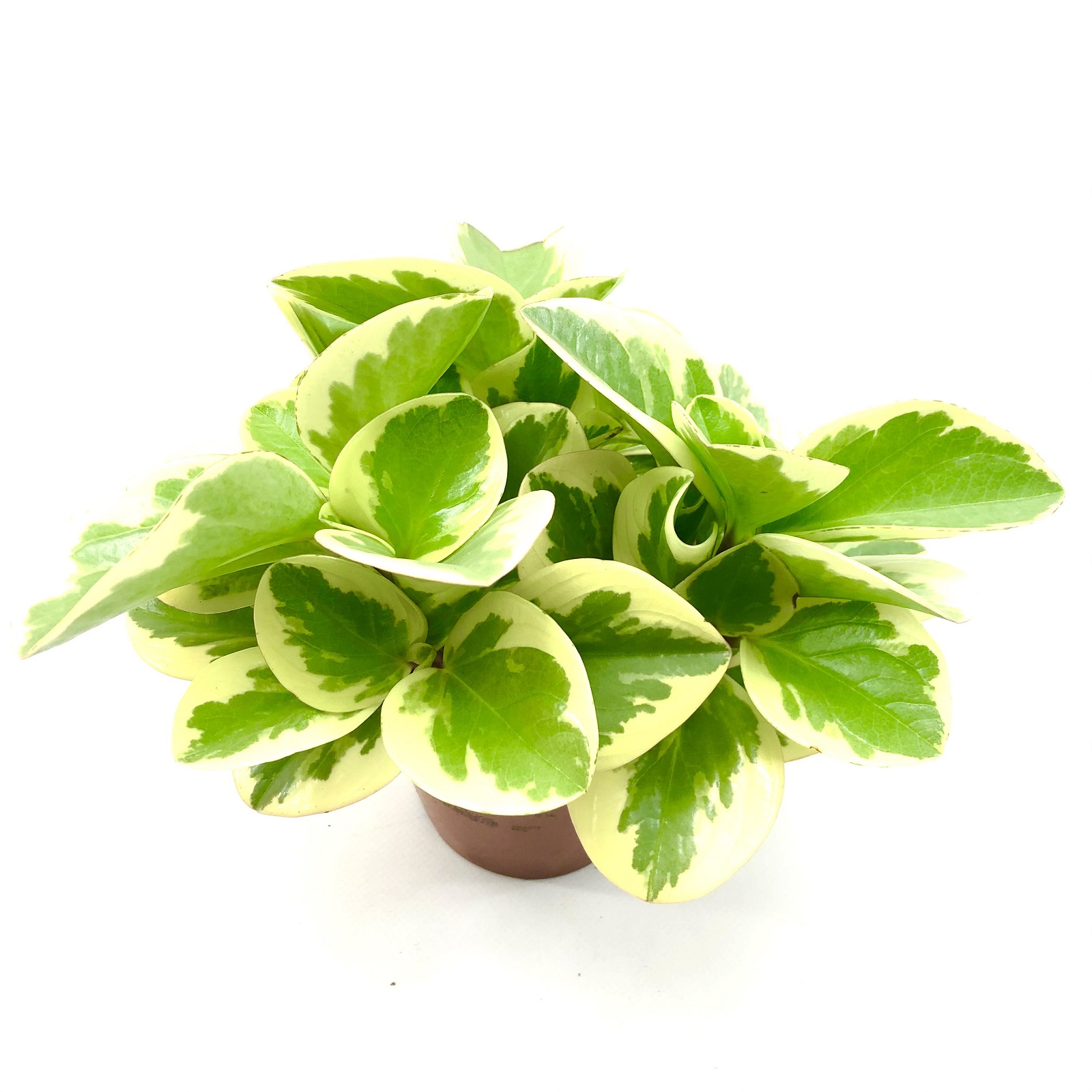 Peperomia obtipan variegata