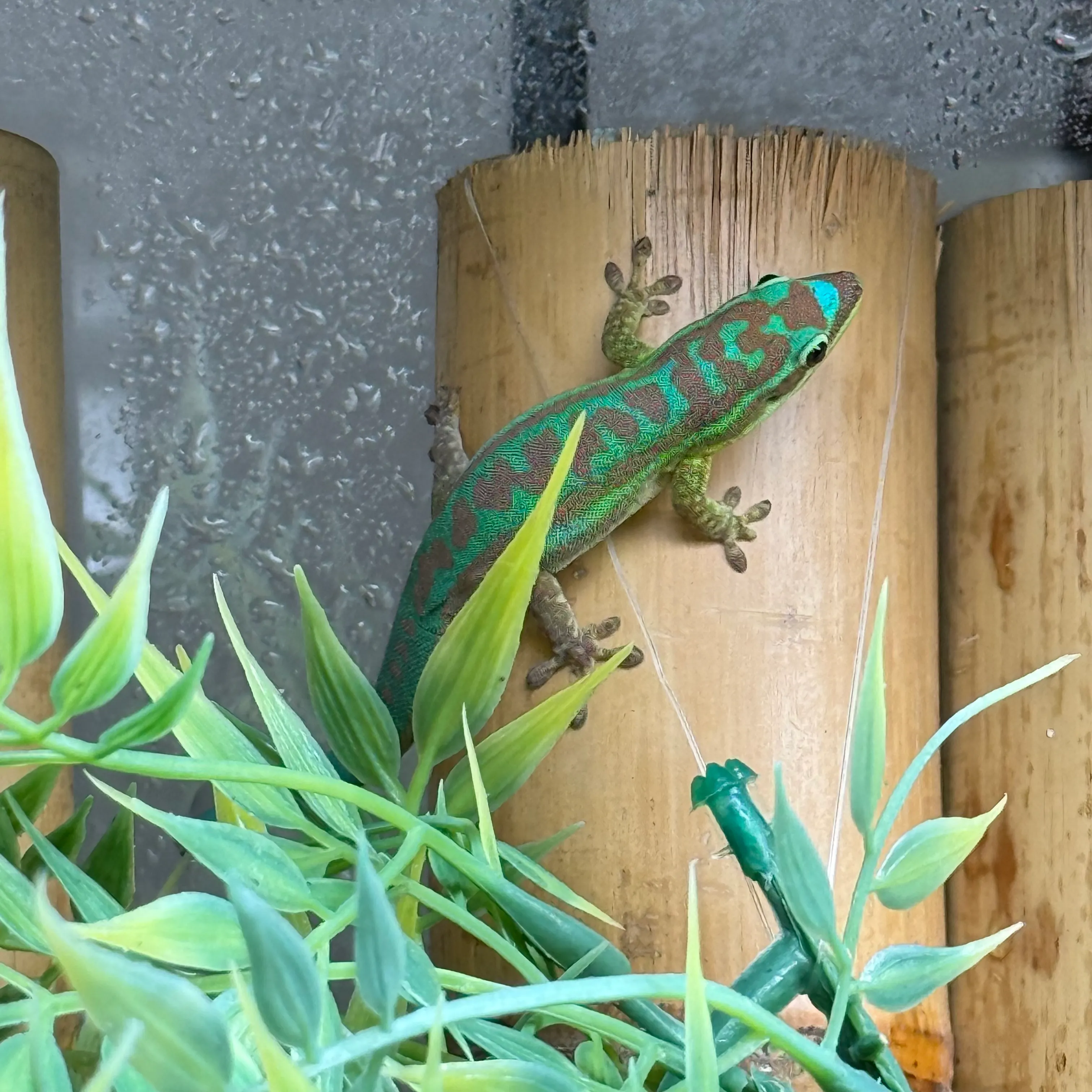 Phelsuma cepediana Blauschwanz Taggecko