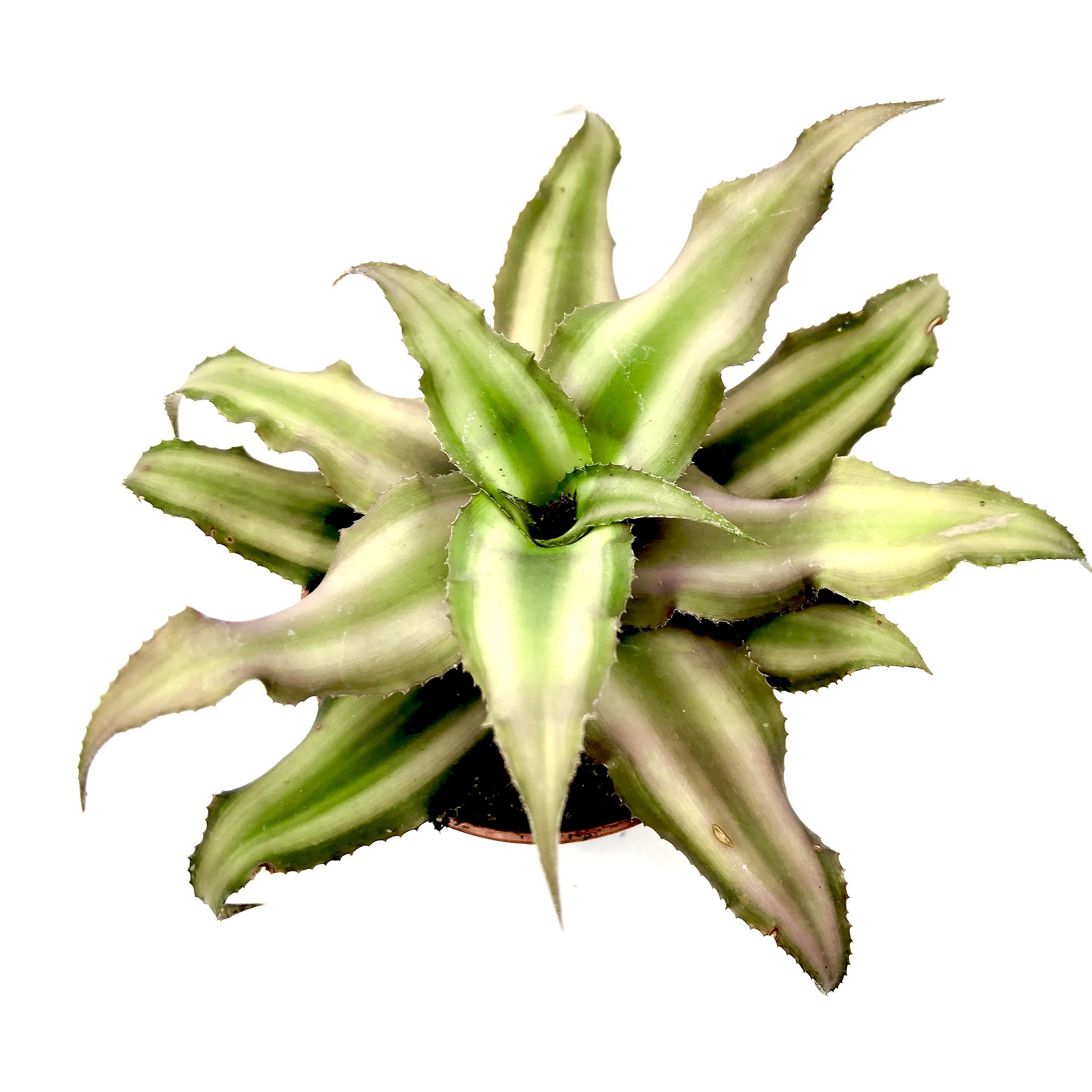 Cryptanthus bivitattus Red Star mini