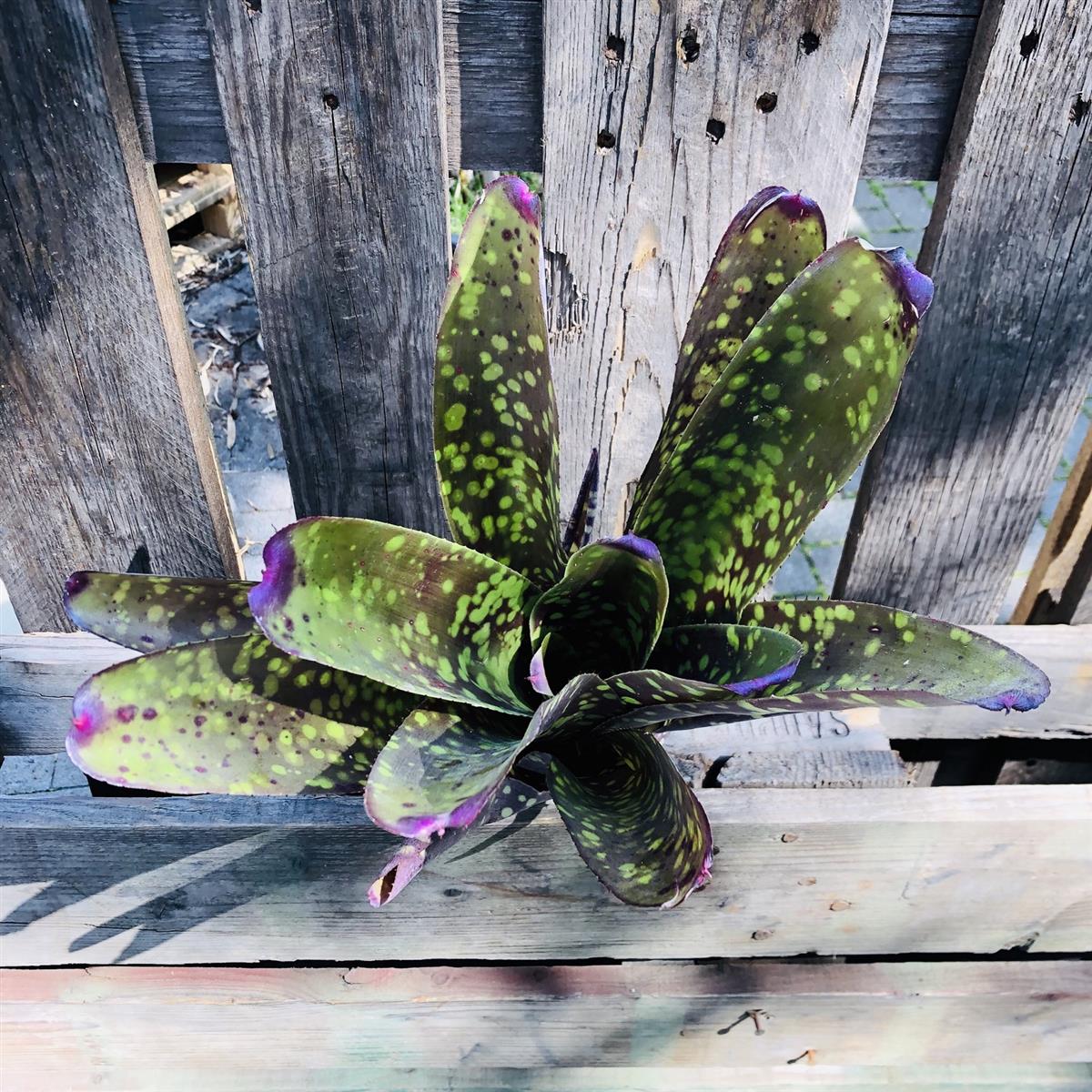 Neoregelia marmorata Bromelie