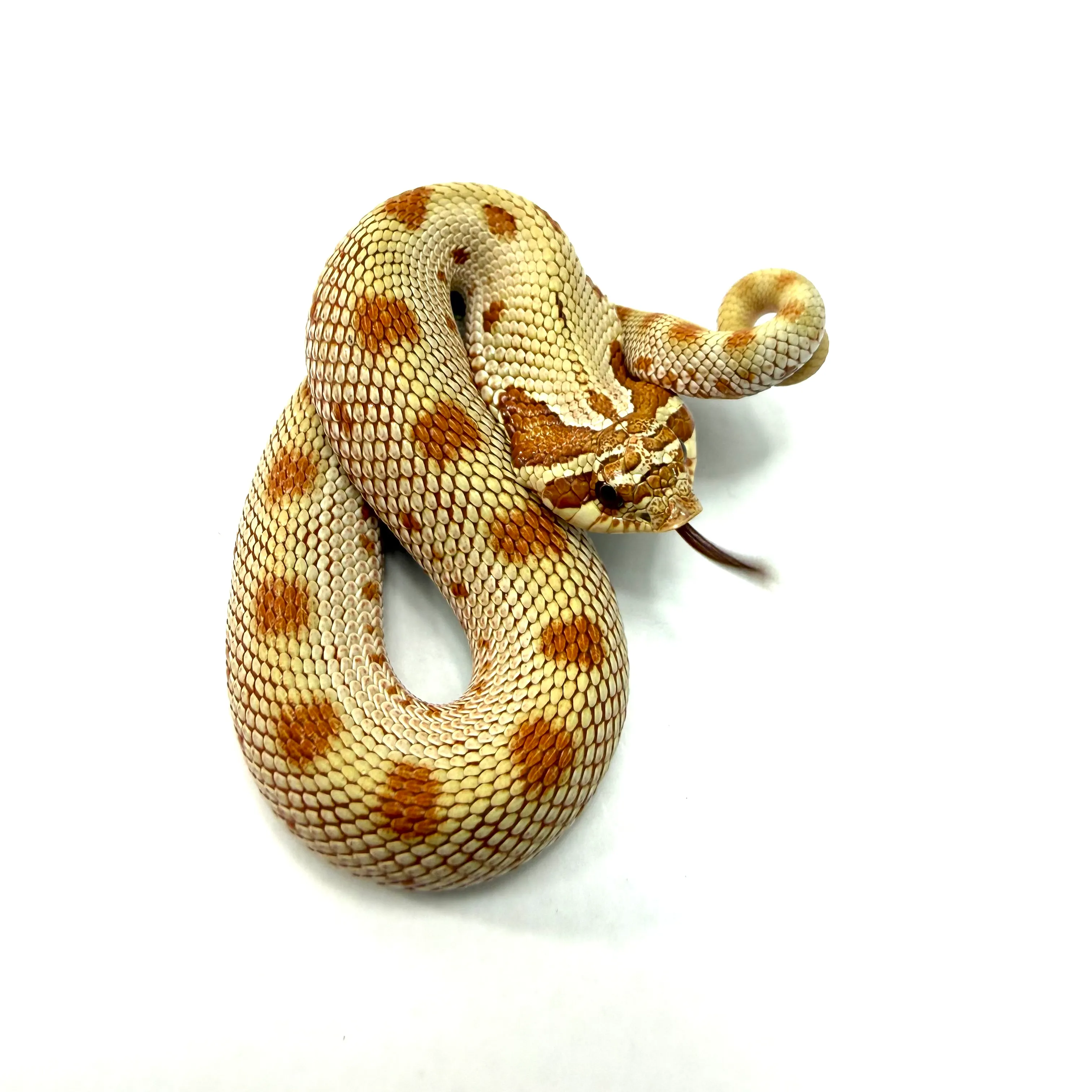 Hakennasennatter Toffee Conda (Heterodon nasicus)