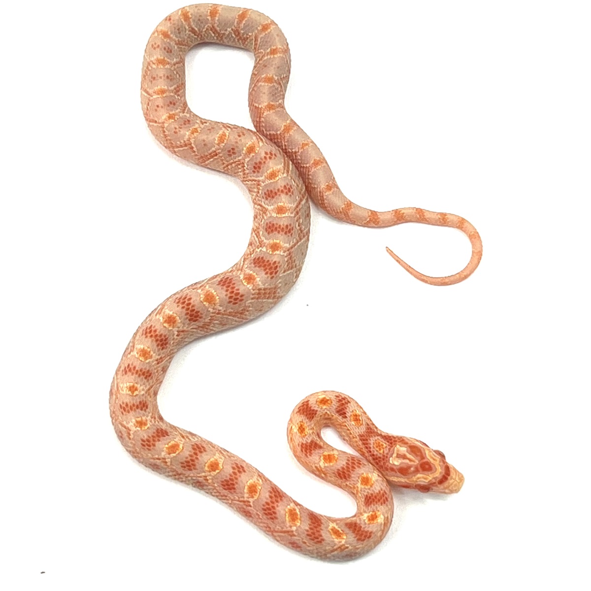 Pantherophis guttatus Albino Bloodred