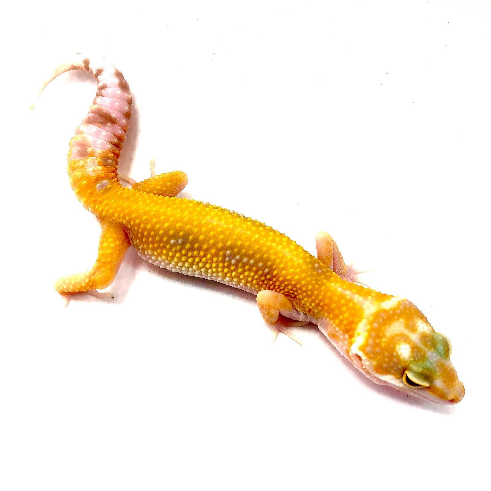 Jungle Copper Designer Leopardgecko Jungle Copper Designer Leopardgecko