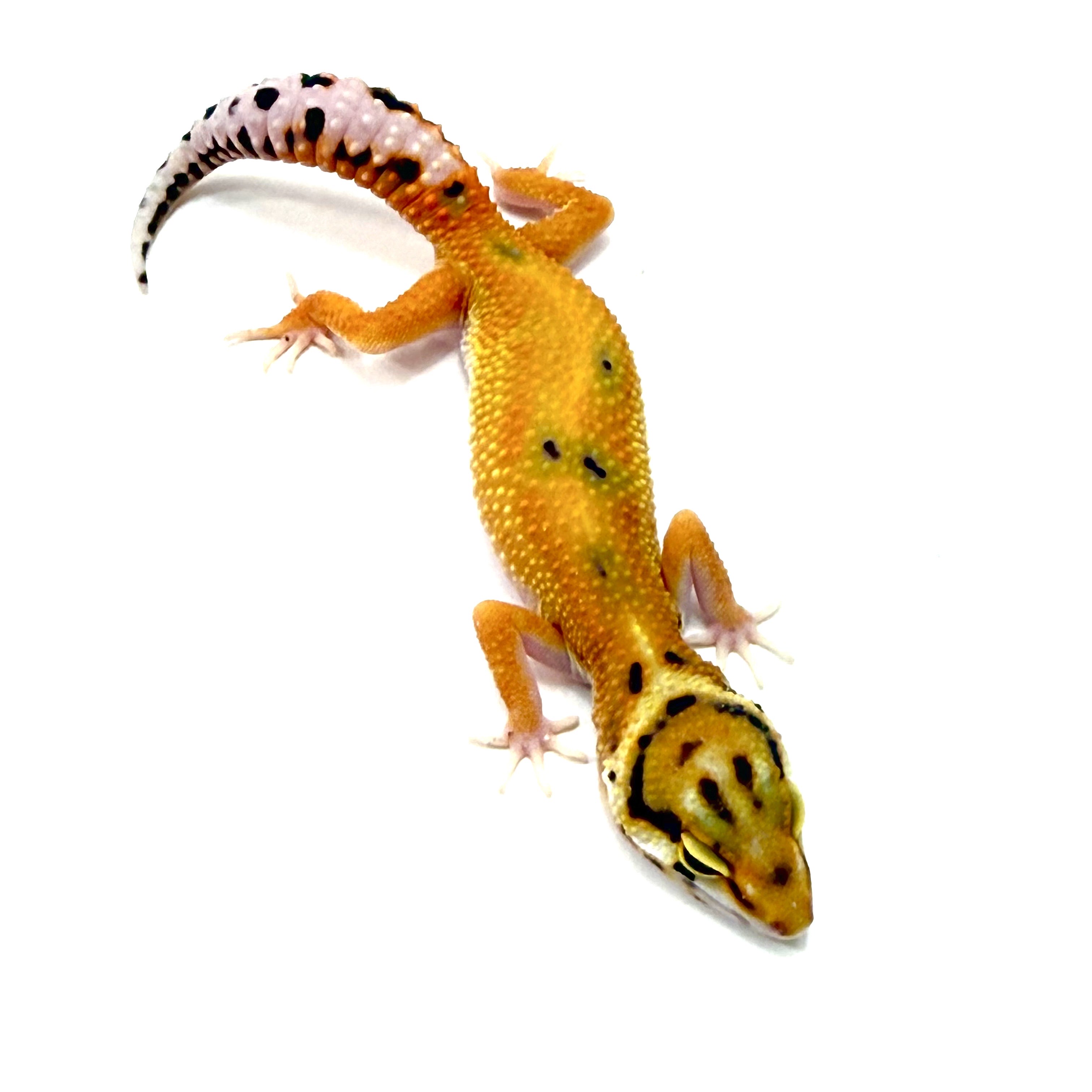 Inferno Tangerine