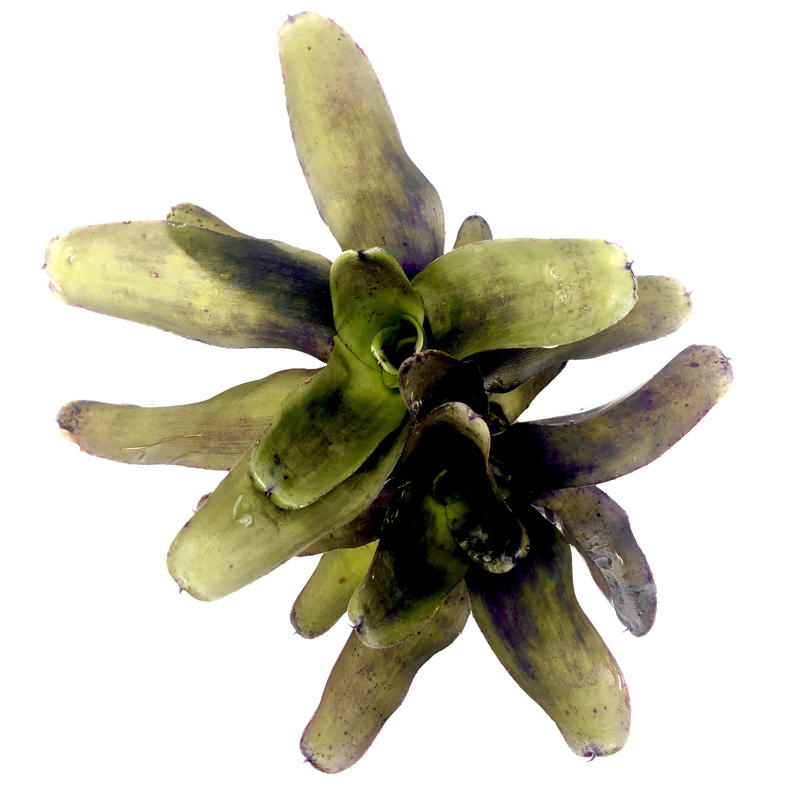 Neoregelia casiopea