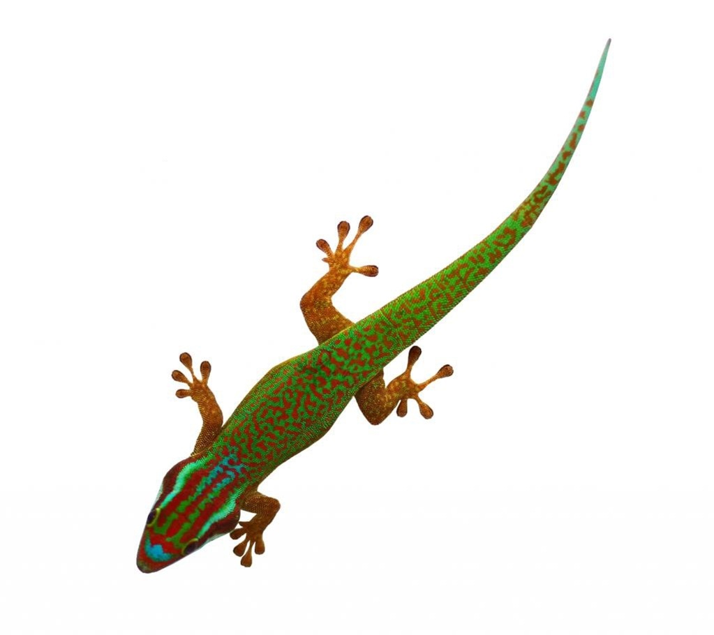 Phelsuma inexpectata - Réunion-Tagesgecko Phelsuma inexpectata - Réunion-Tagesgecko