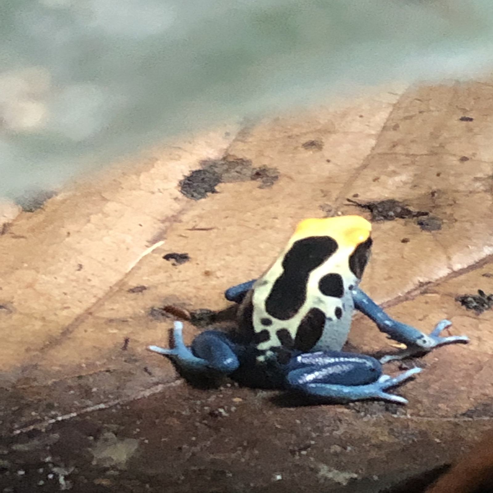 Dendrobates tinctorius patricia