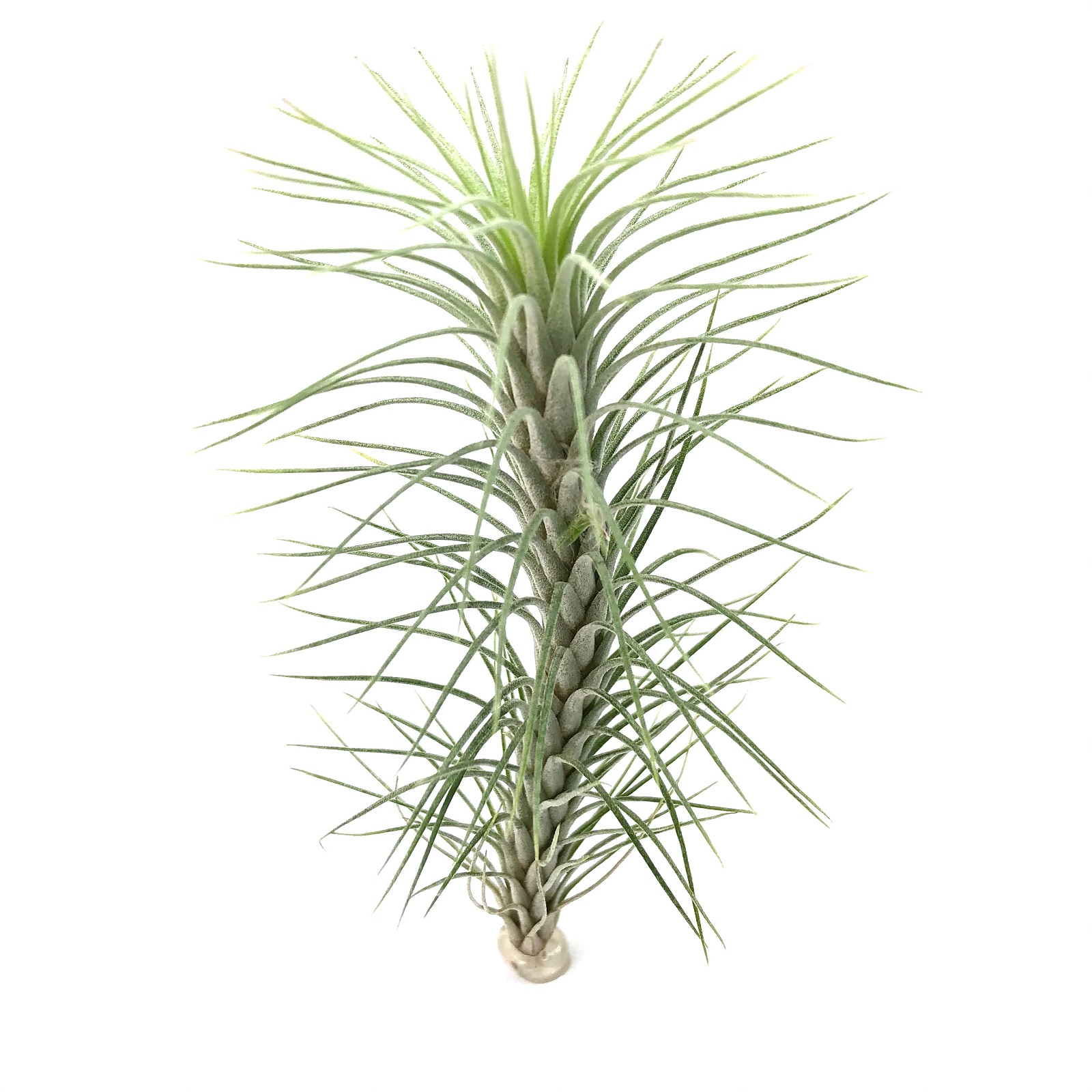 Tillandsia funckiana