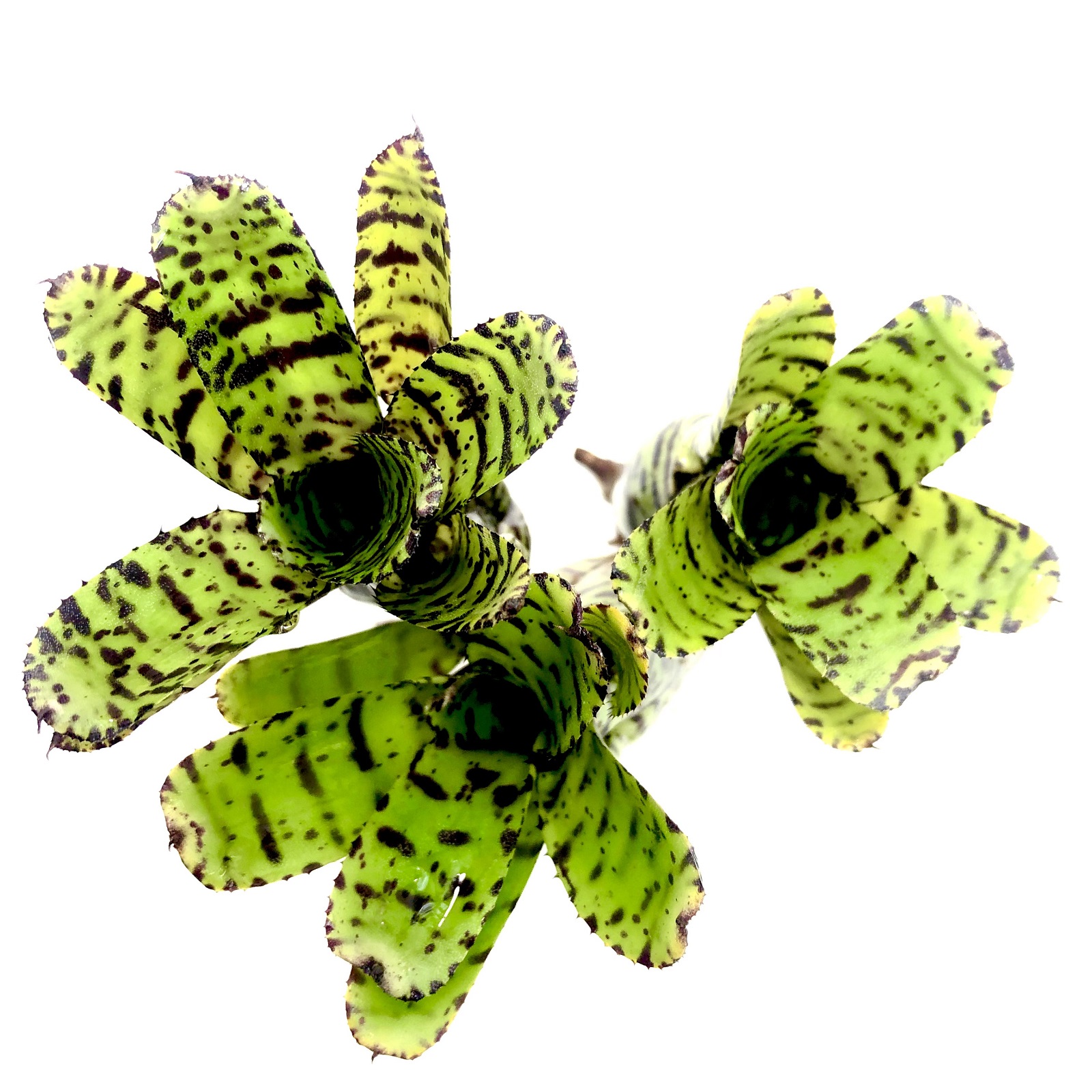 Neoregelia tetis