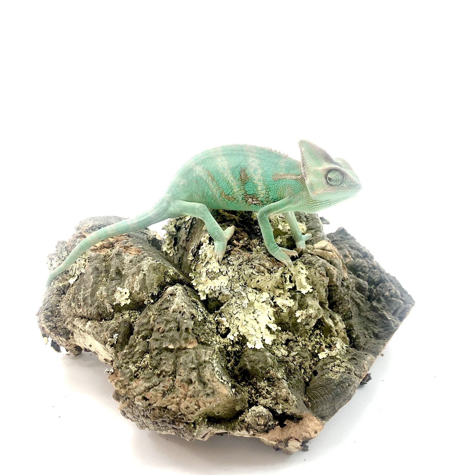 Jemenchamäleon Chamaeleon calyptratus