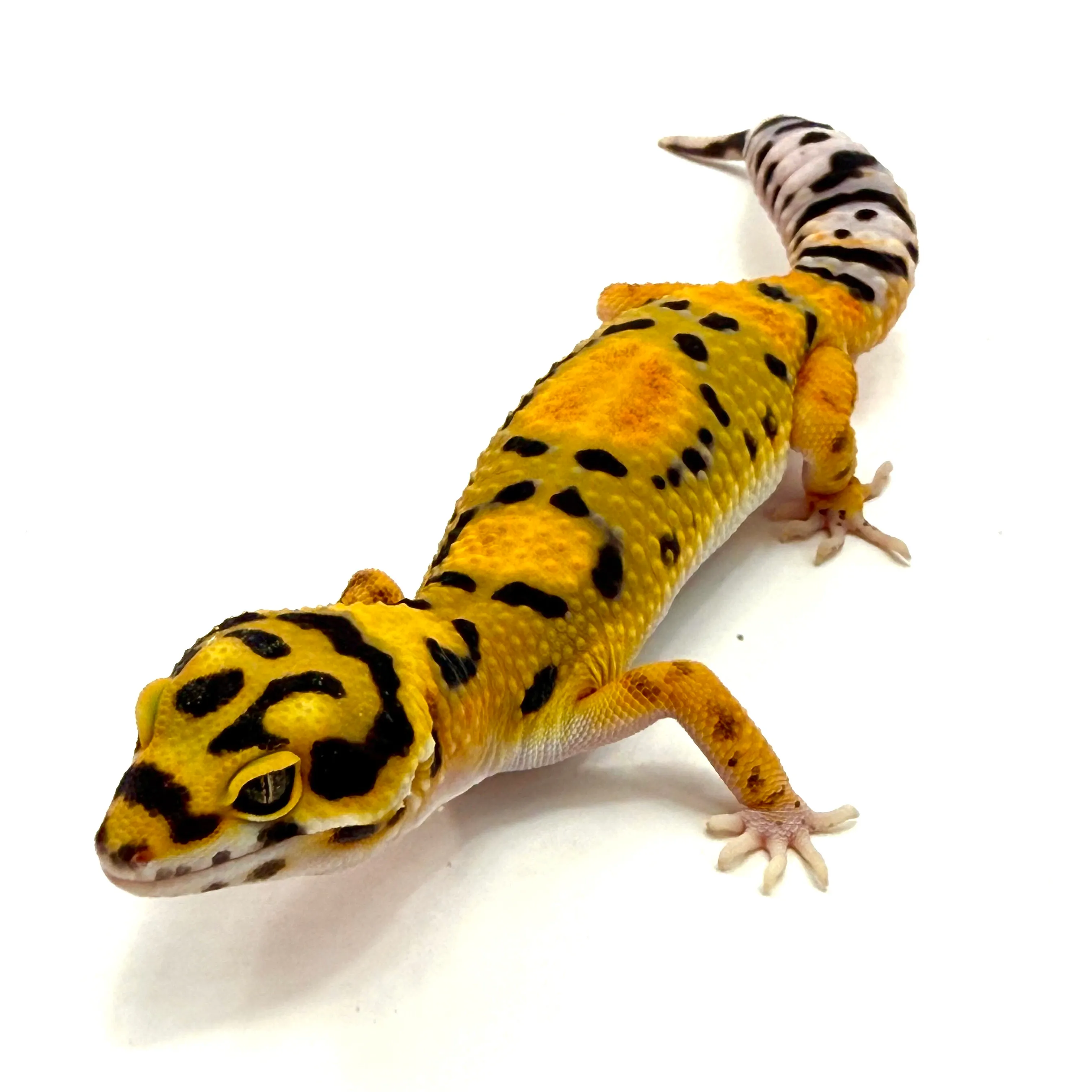 Mandarin Zorro