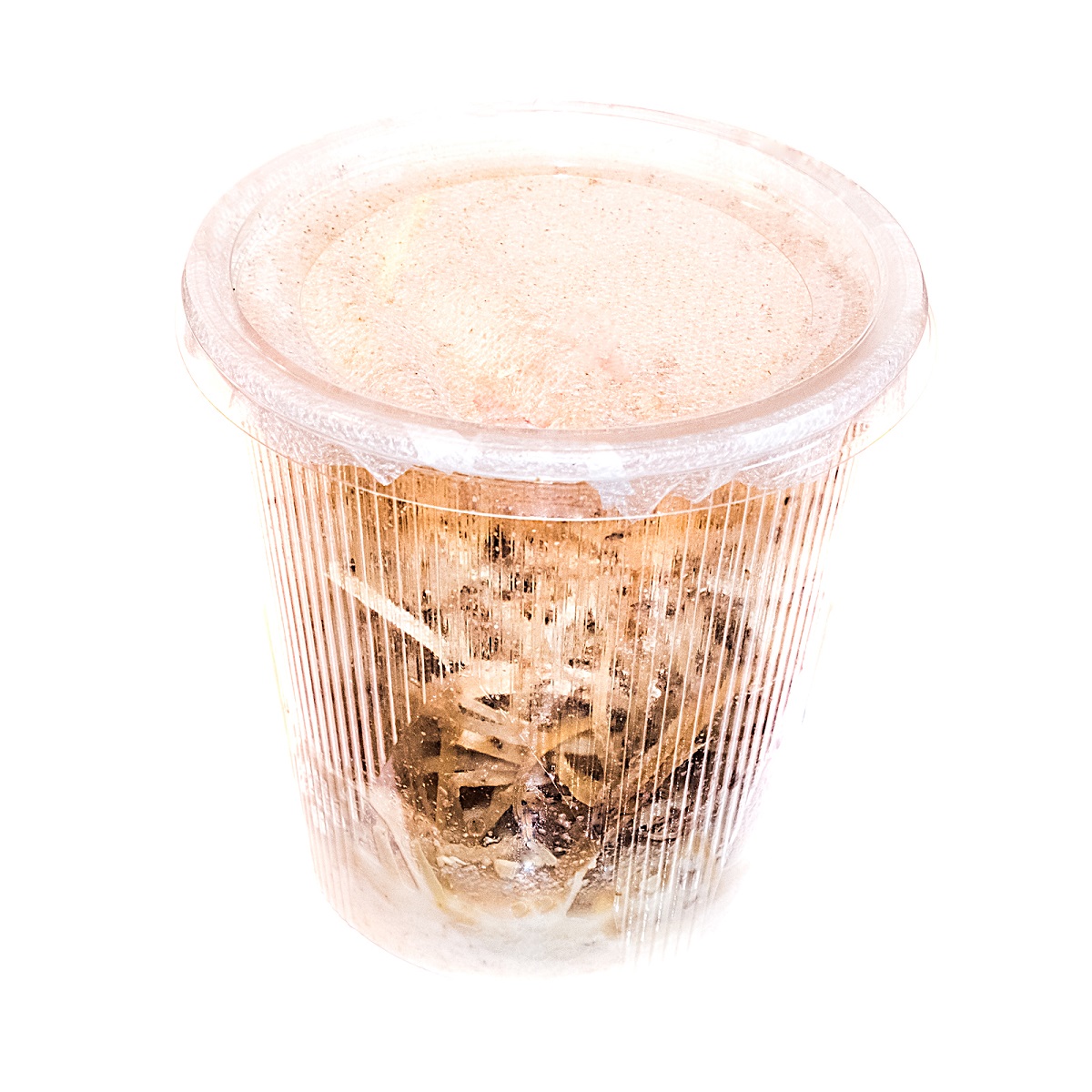 Drosophila melanogaster Fruchtfliegen