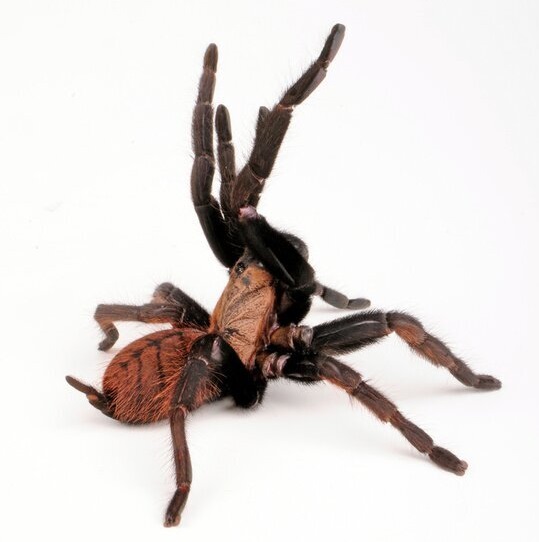 Chilobrachys fimbriatus