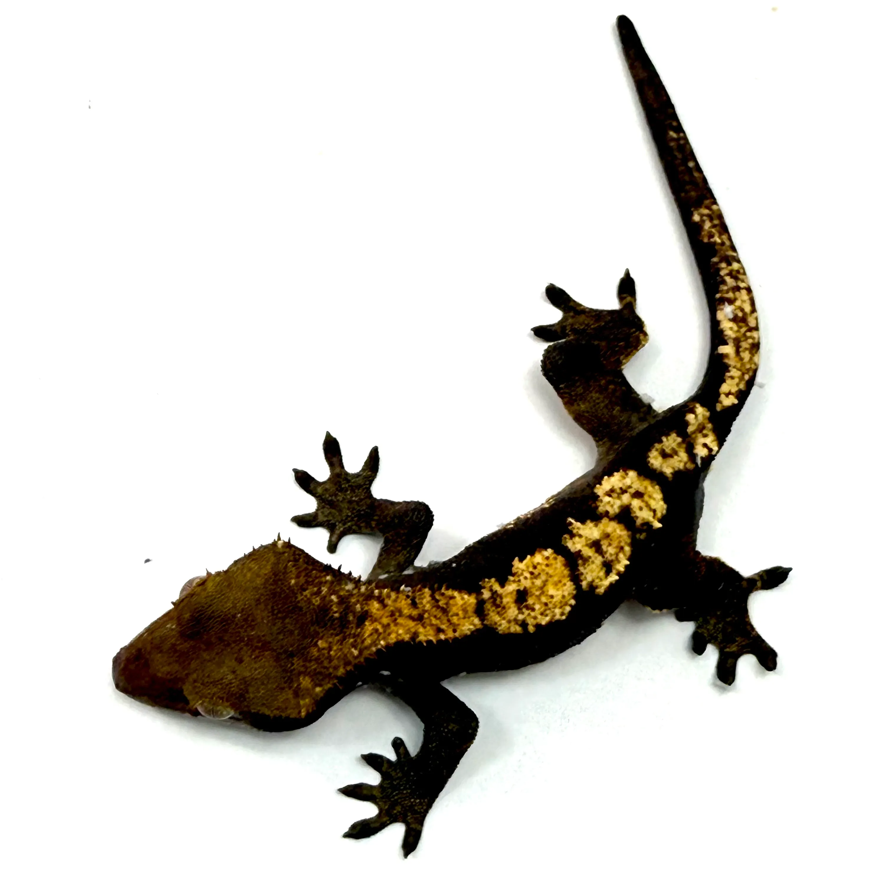 Kronengecko Axanthic Halloween