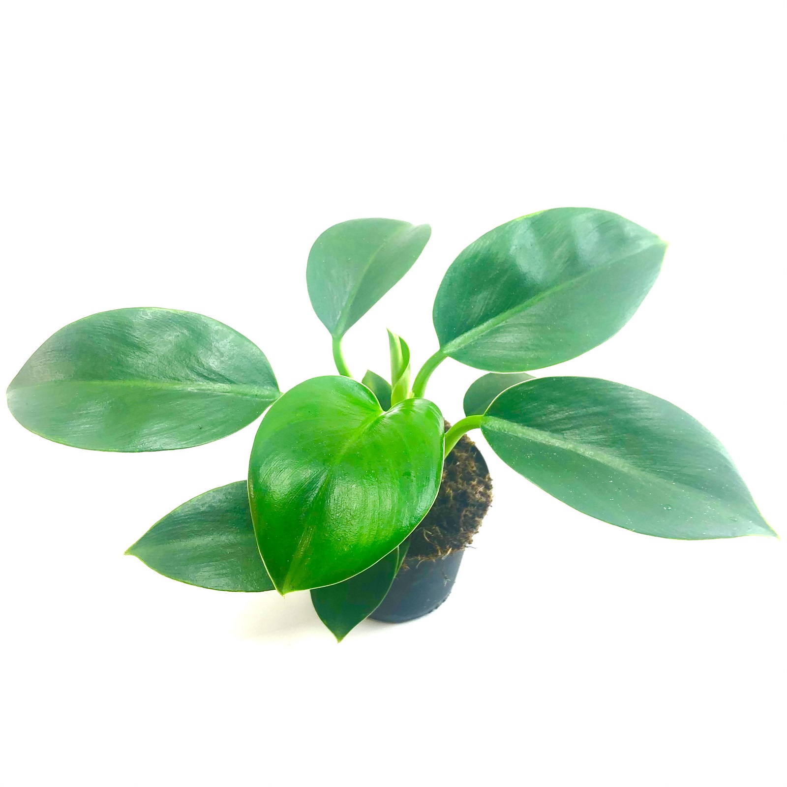 Philodendron princess