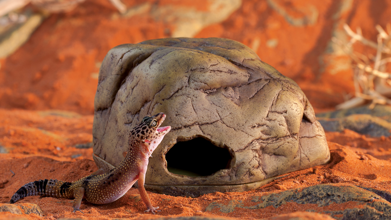 Gecko Cave Gecko Cave large
