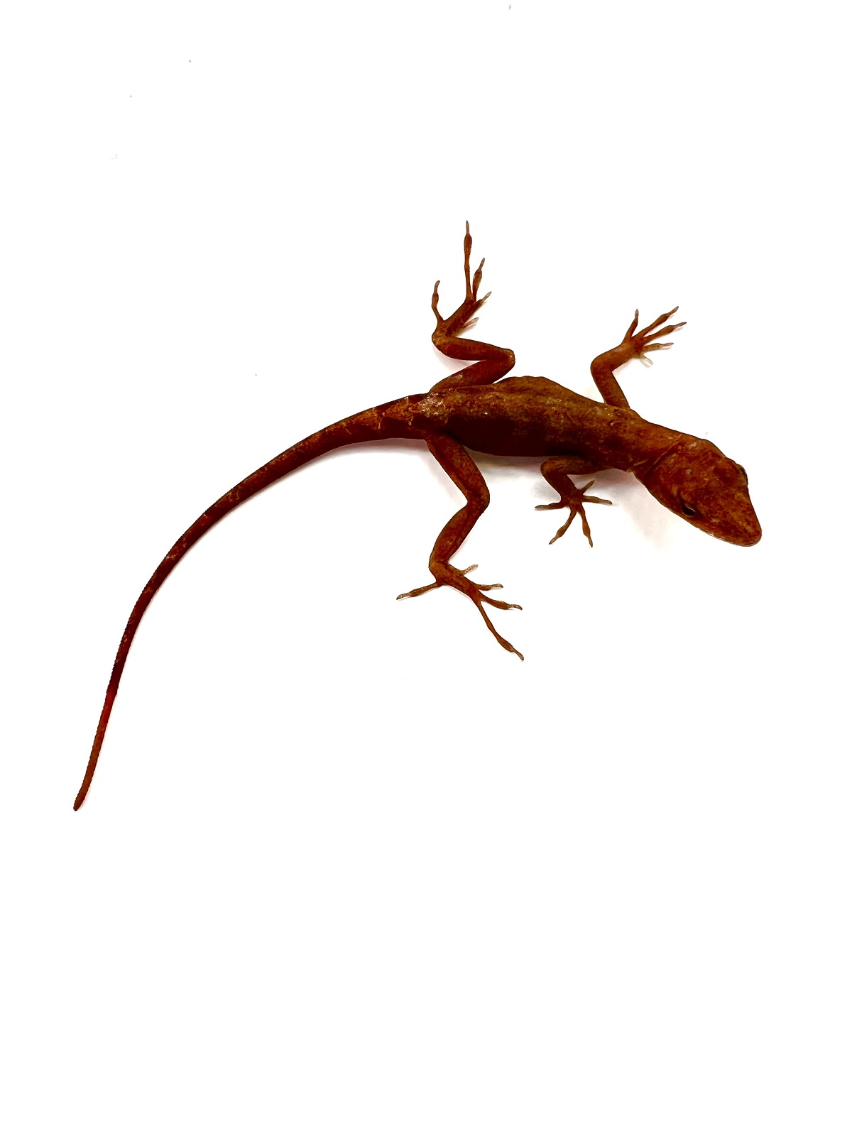 Bahamaanolis Sandfire Norops sagrei