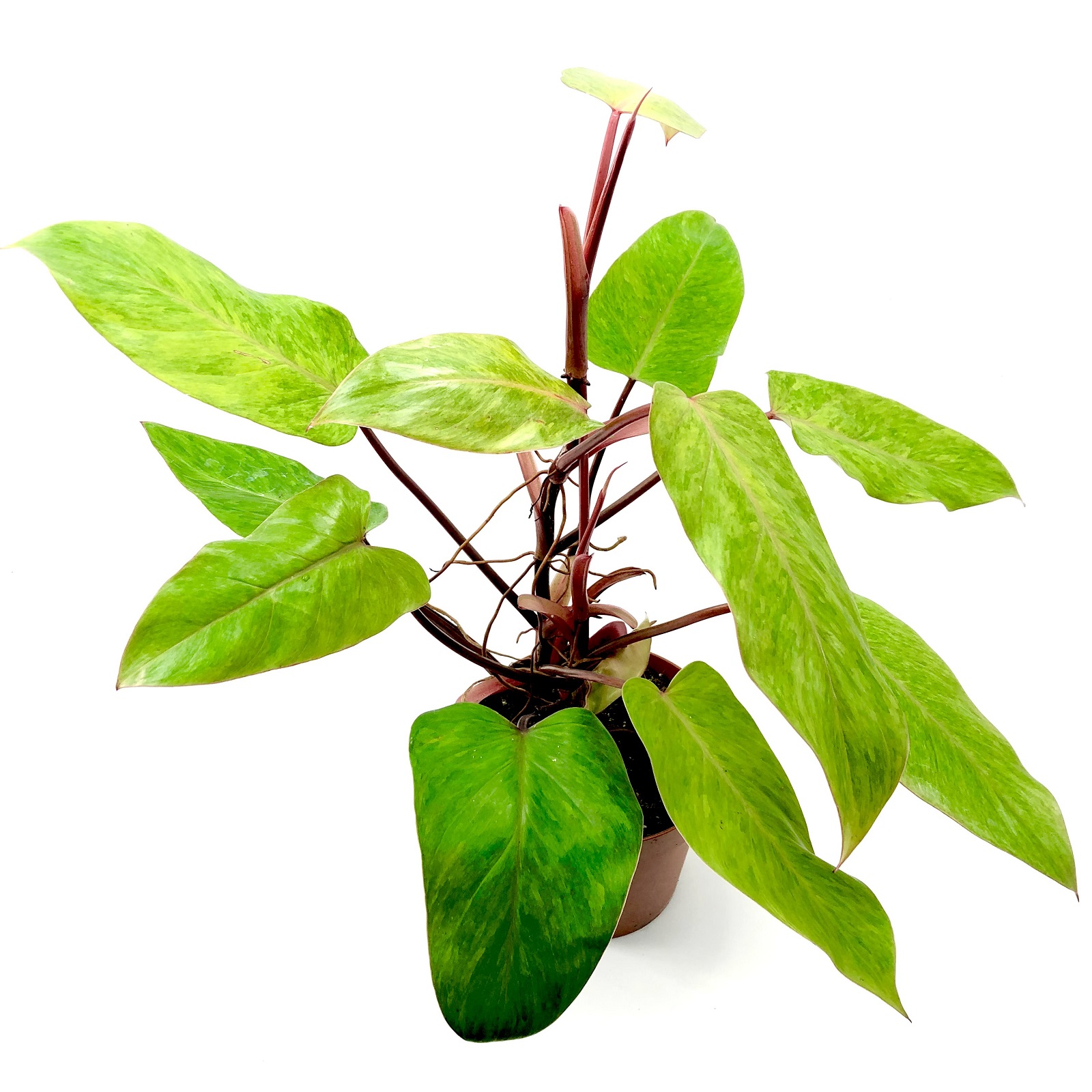Philodendron Painted Lady