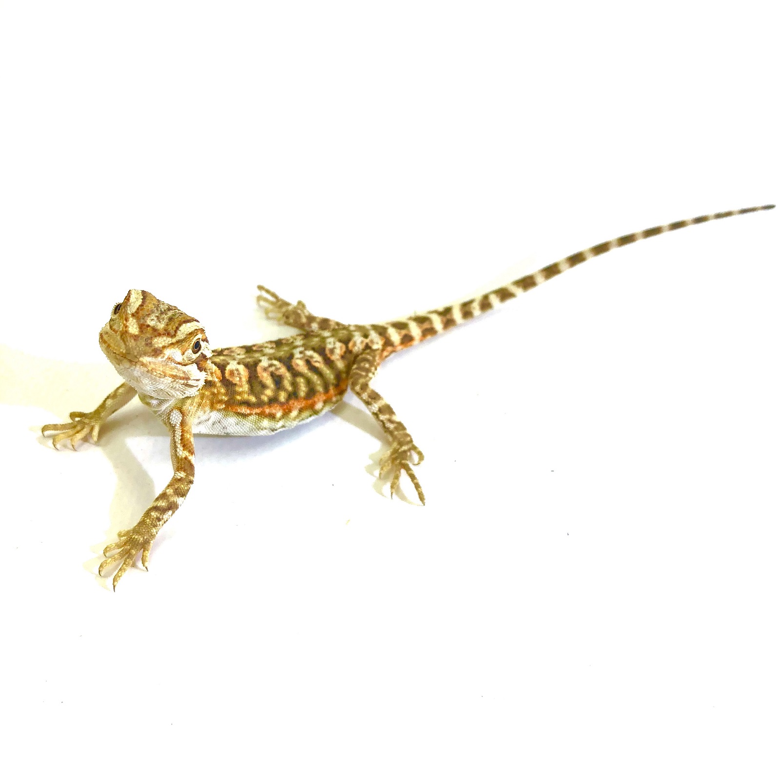 Zwergbartagame Fire Red Pogona henrylawsoni