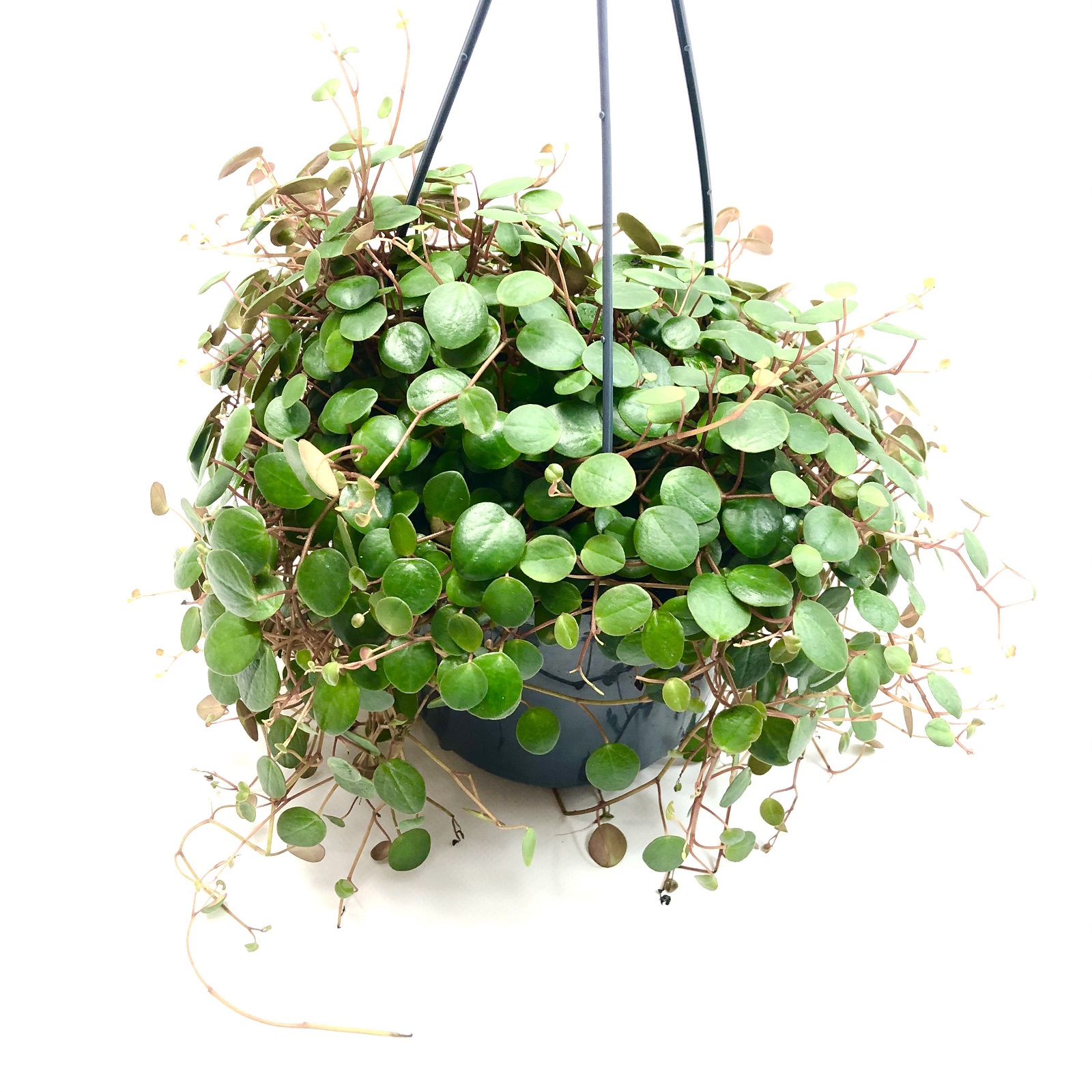 Peperomia pepperspot green Coins