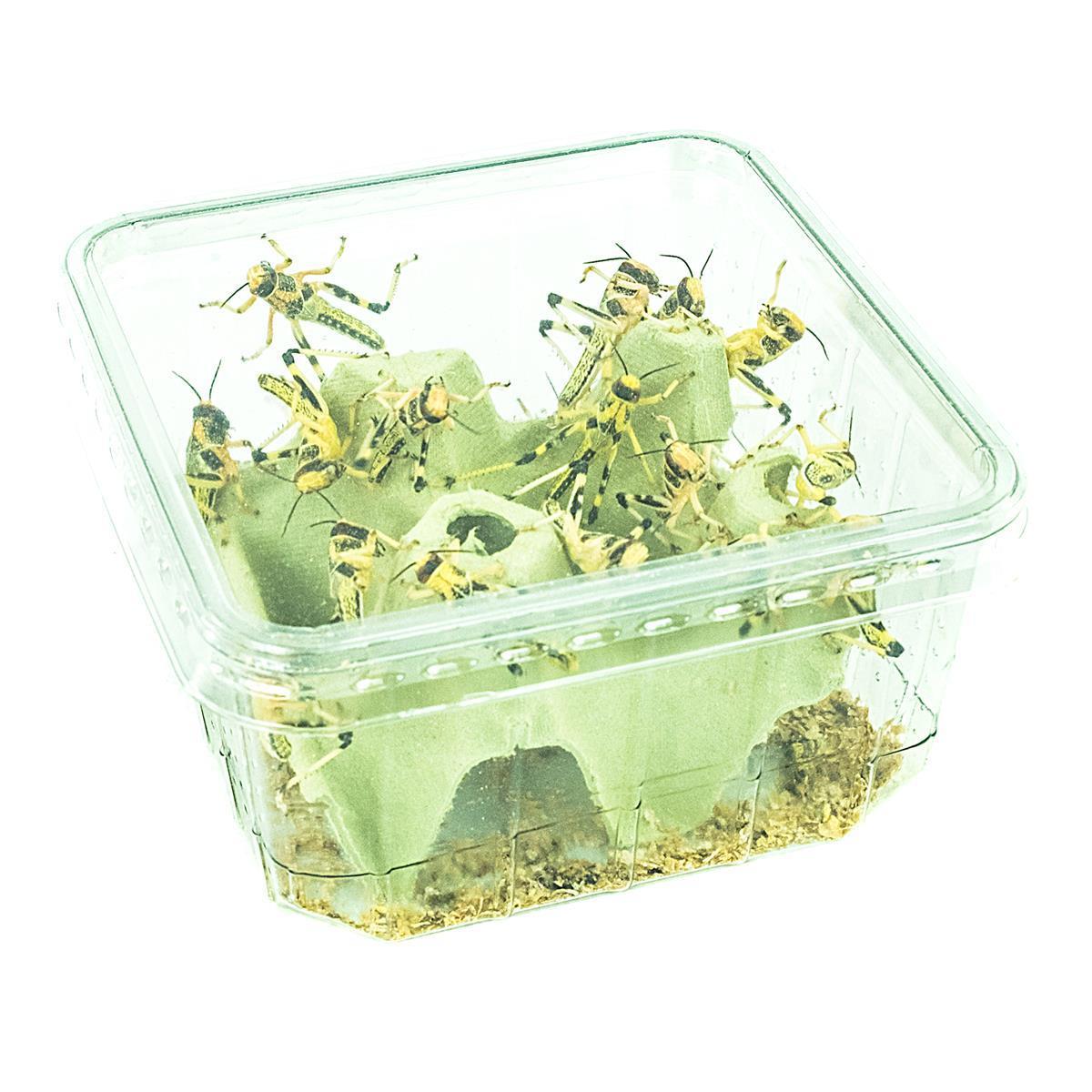  Groß-Einzeltier-1 Stk.