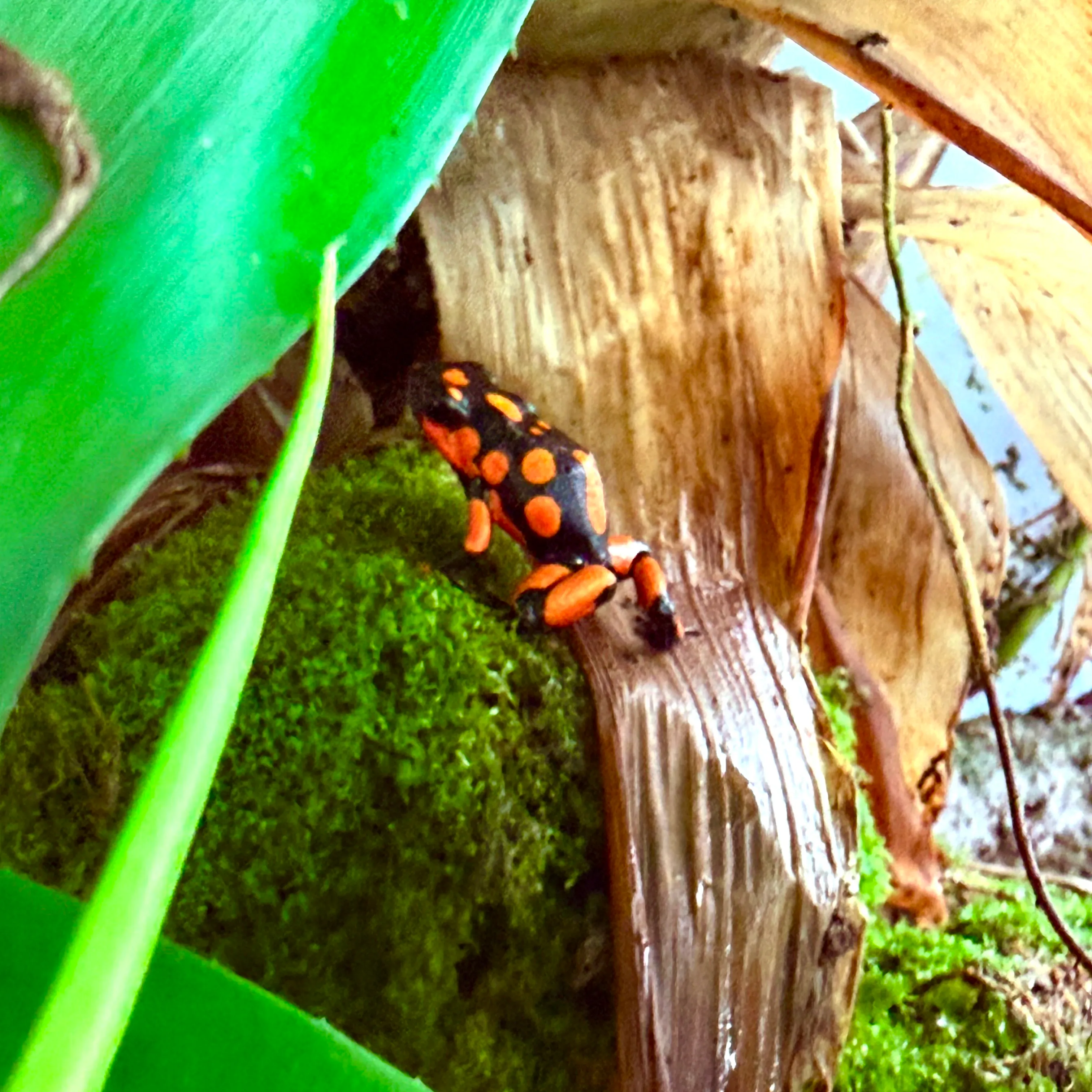 Oophaga histrionica Bahia Solano Zuchtgruppe