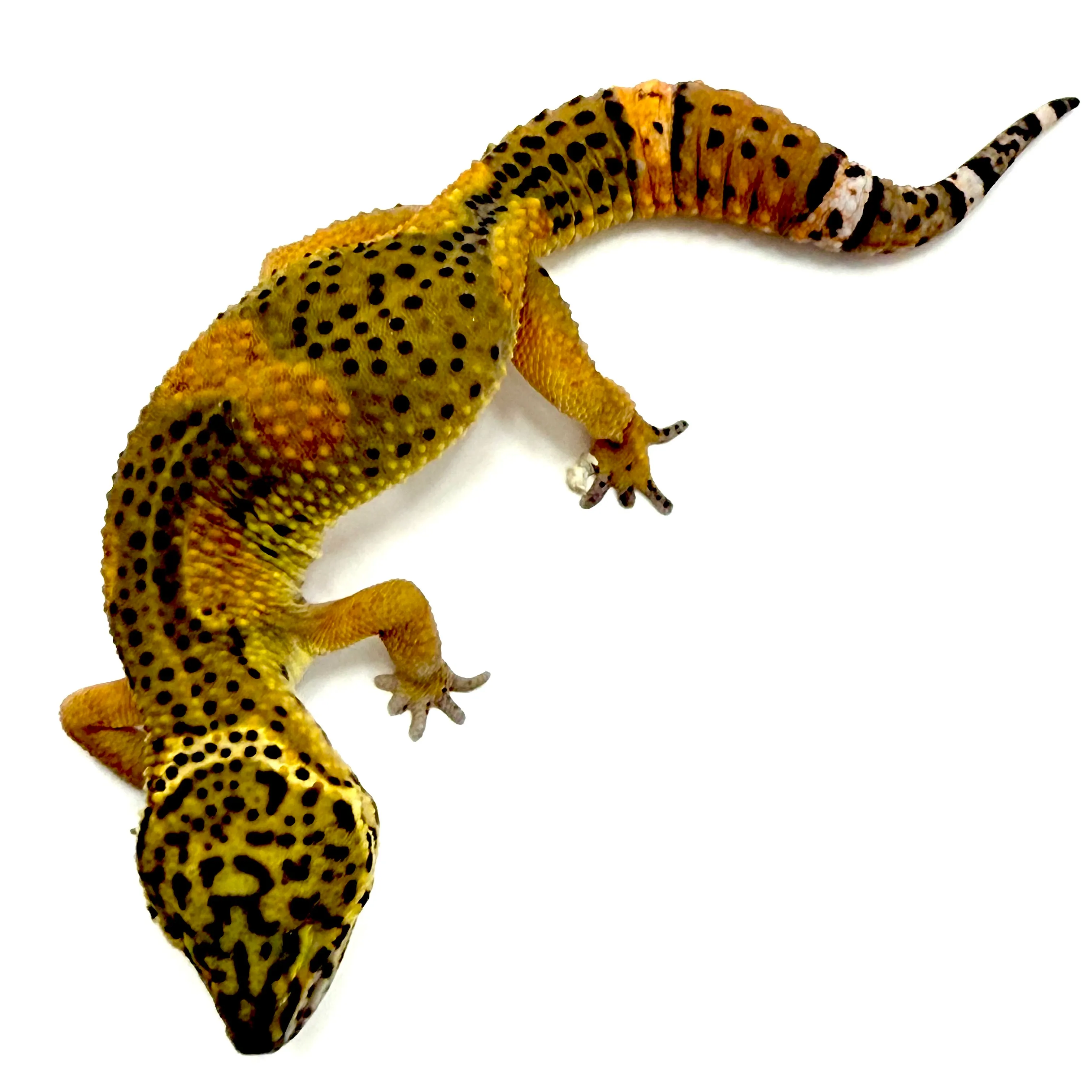 Tangerine Black Night