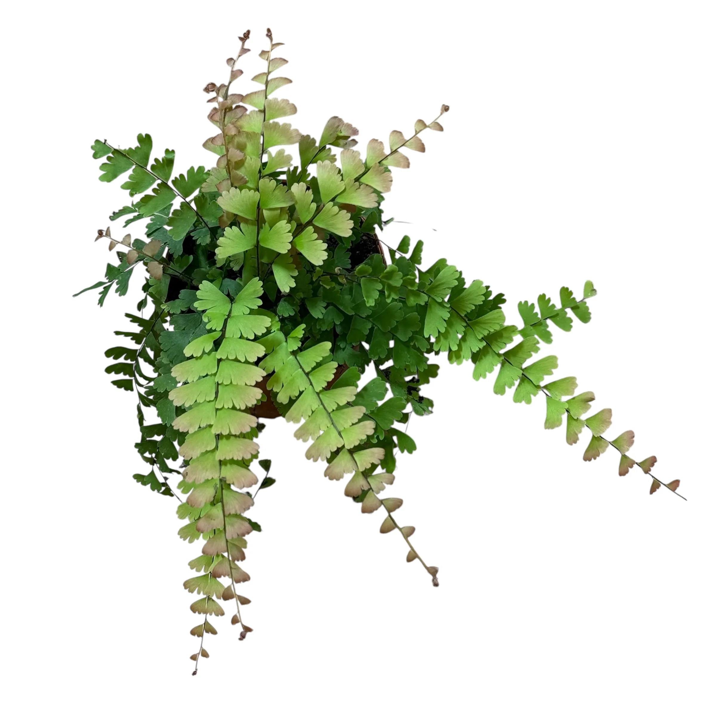 Adiantum caudatum