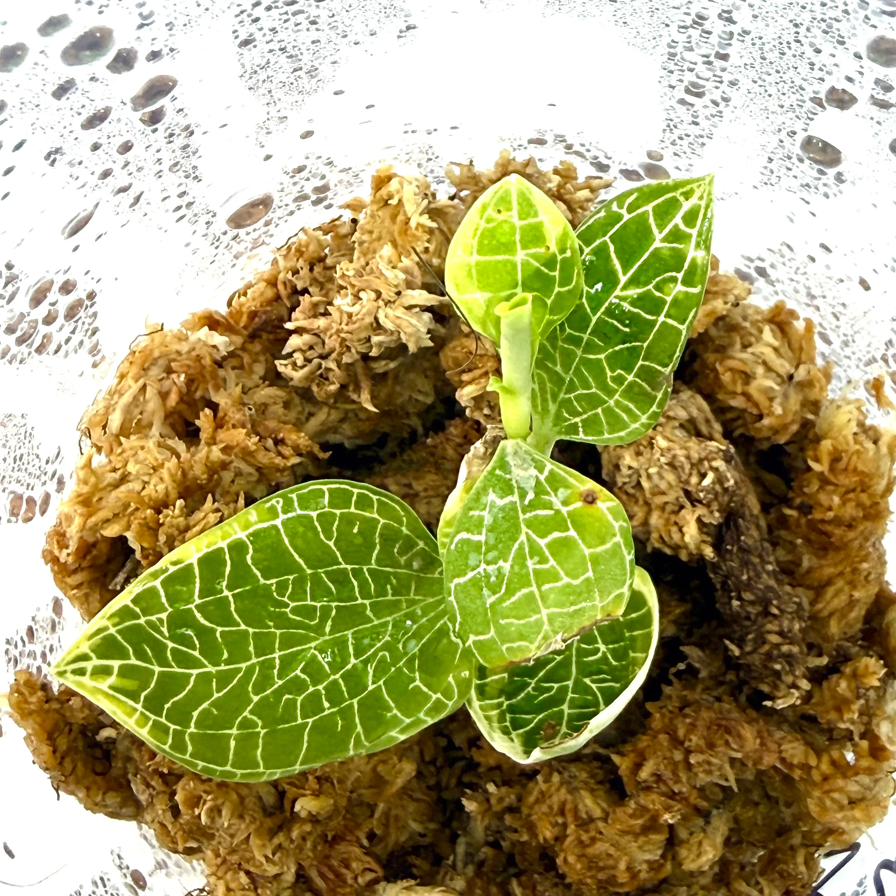 Macodes Anoectochilus roxburghii "Silver Mine"