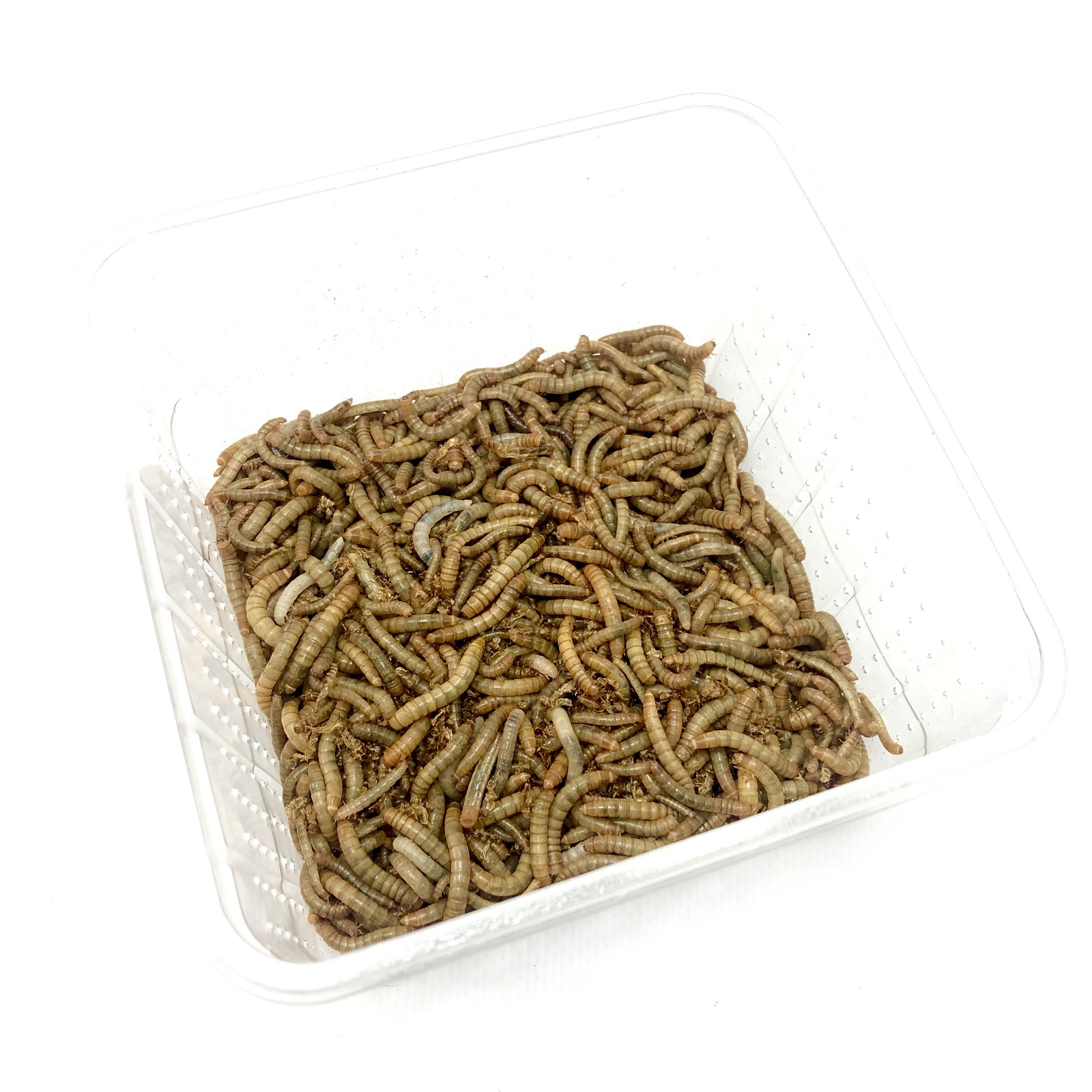 Mehlwürmer 500gr