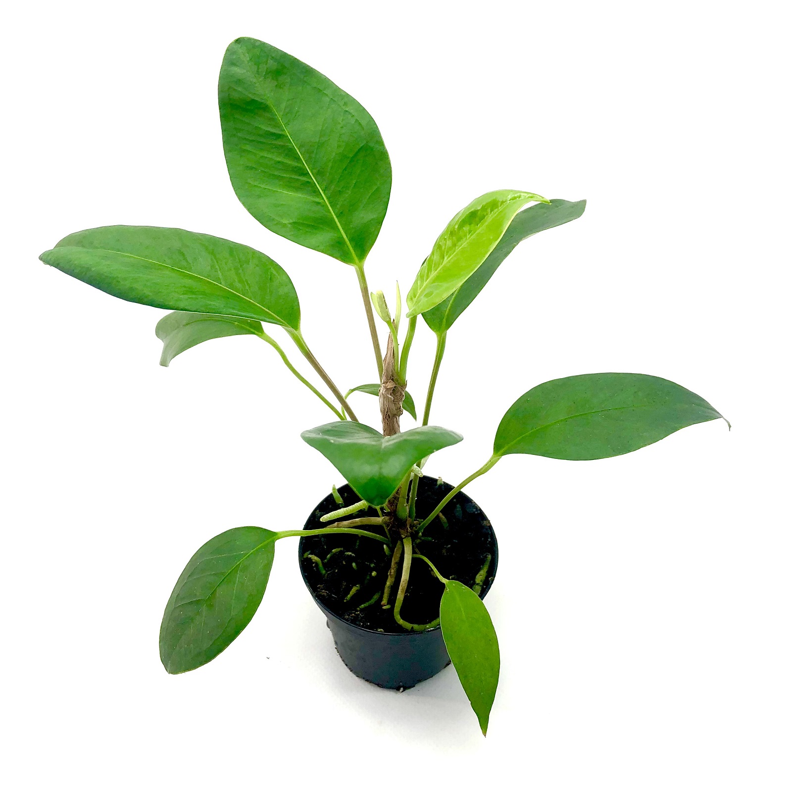 Anthurium sp. surinam