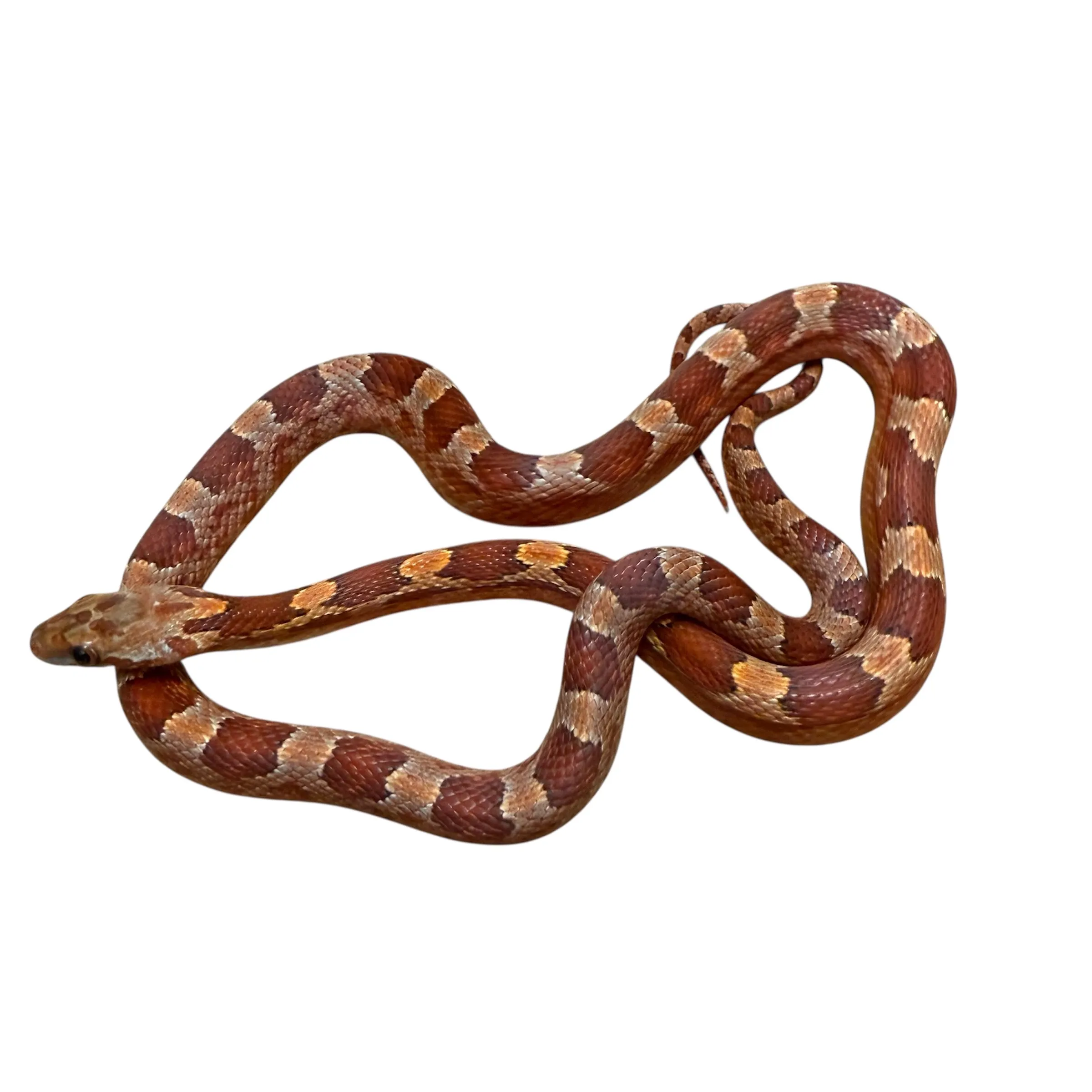 Kornnatter Bloodred Pantherophis guttatus