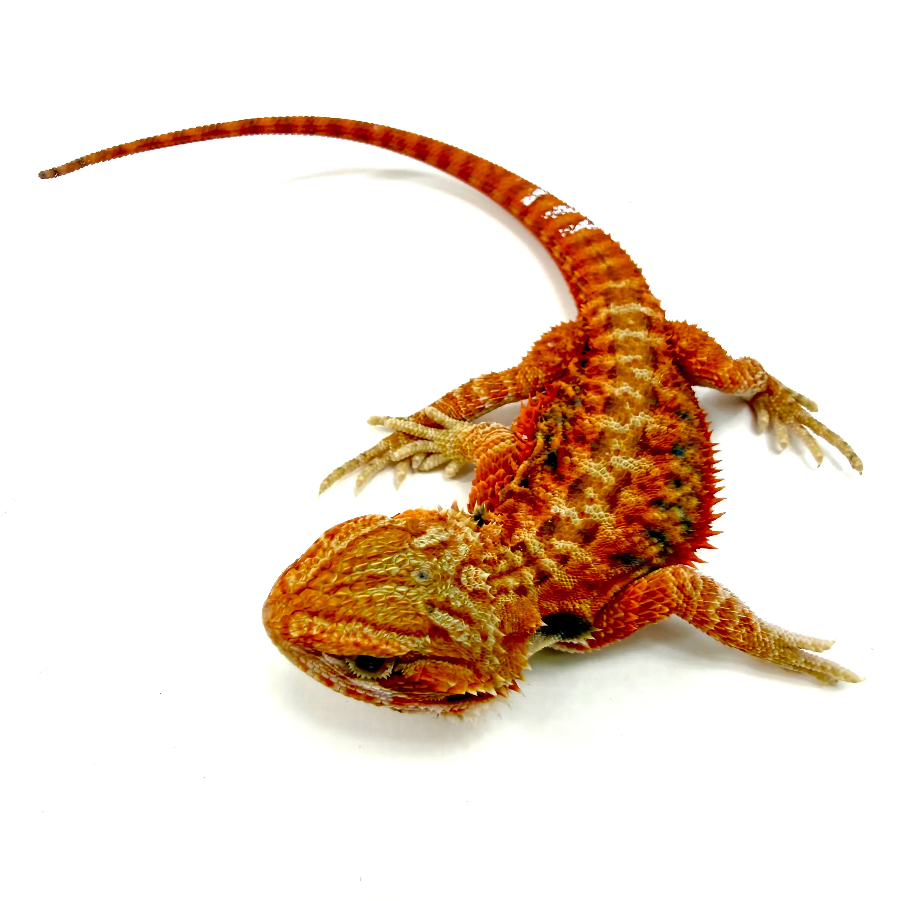 Hypo Translucent Cawley Super Red