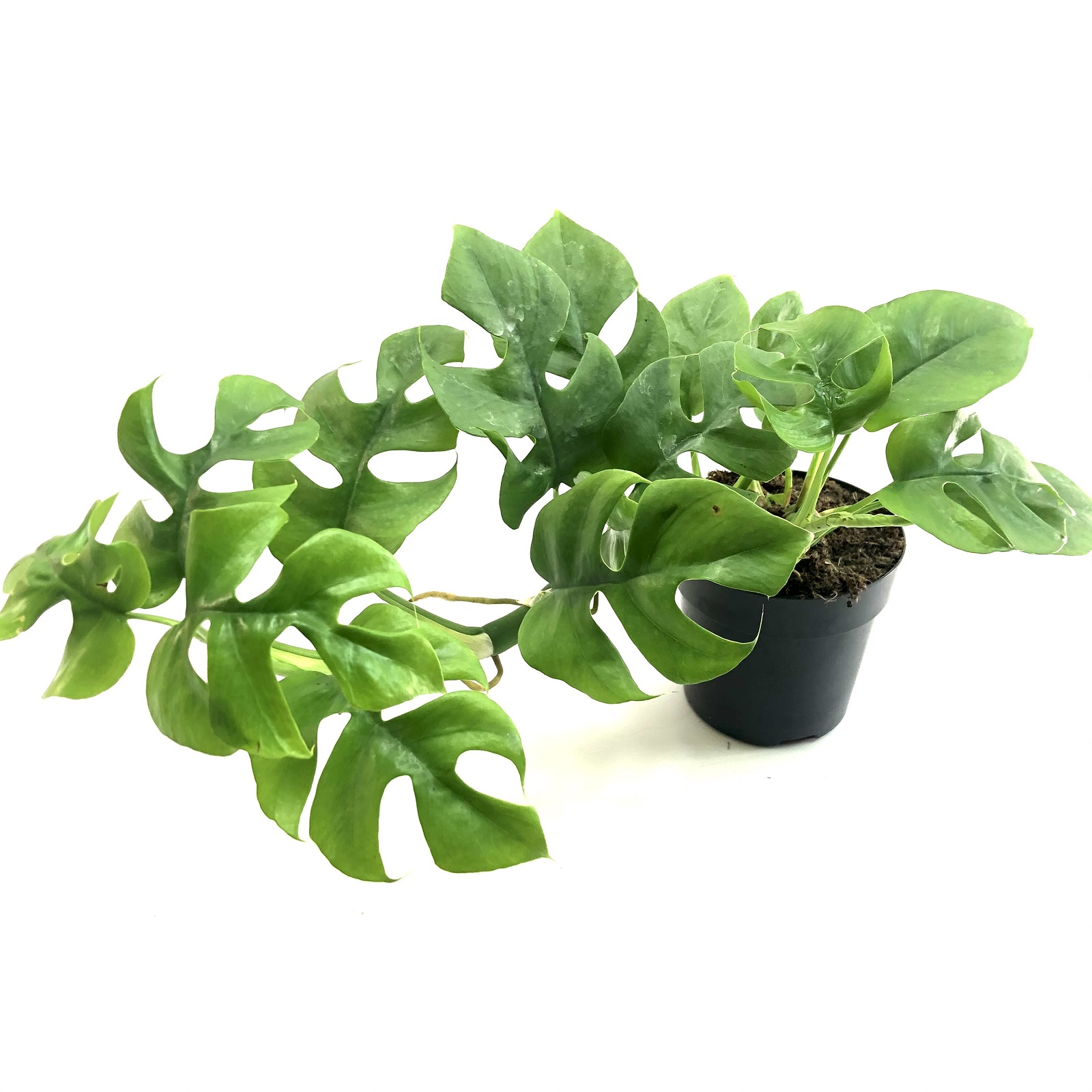 Philodendron minima 