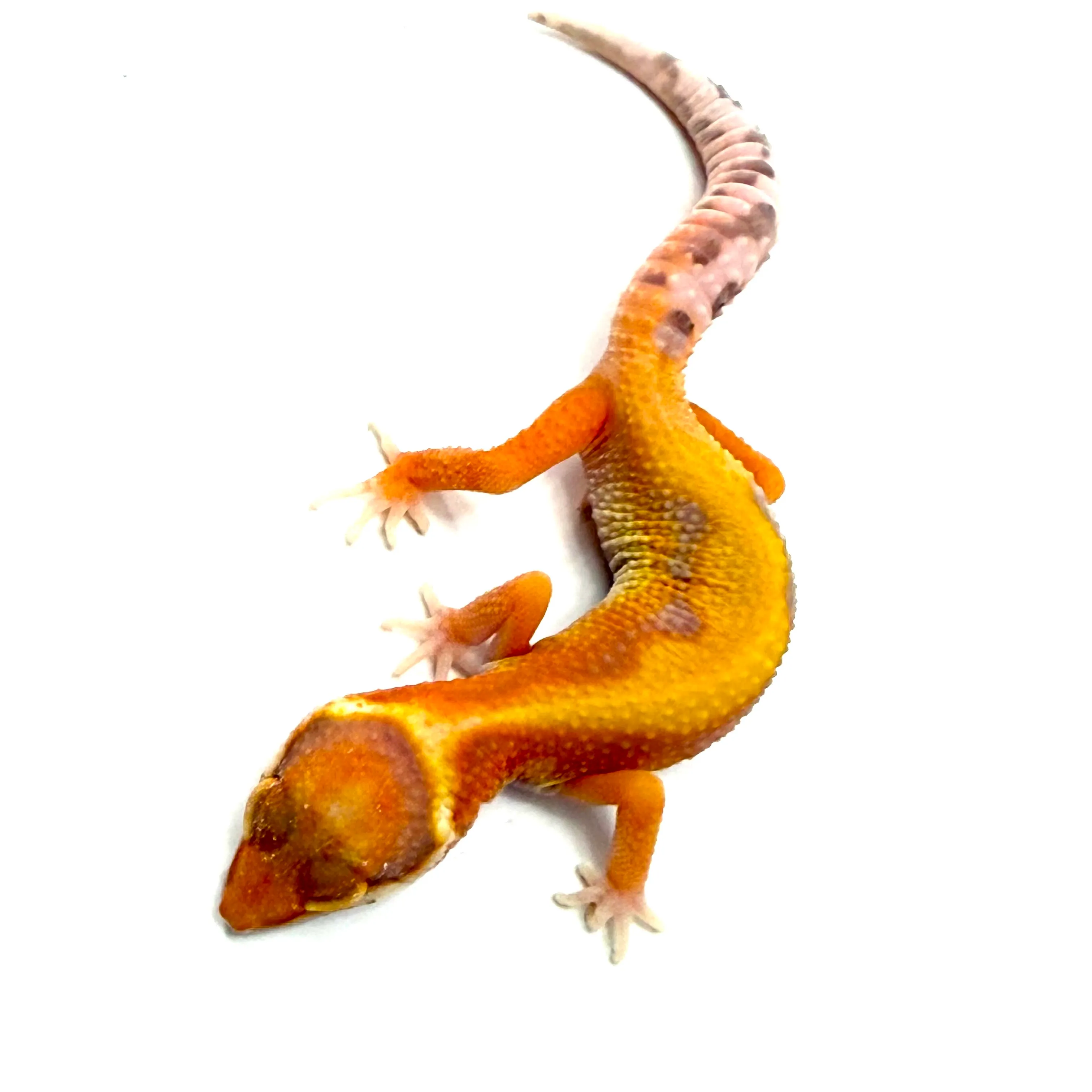 Tremper Albino Tangerine Bold Clown