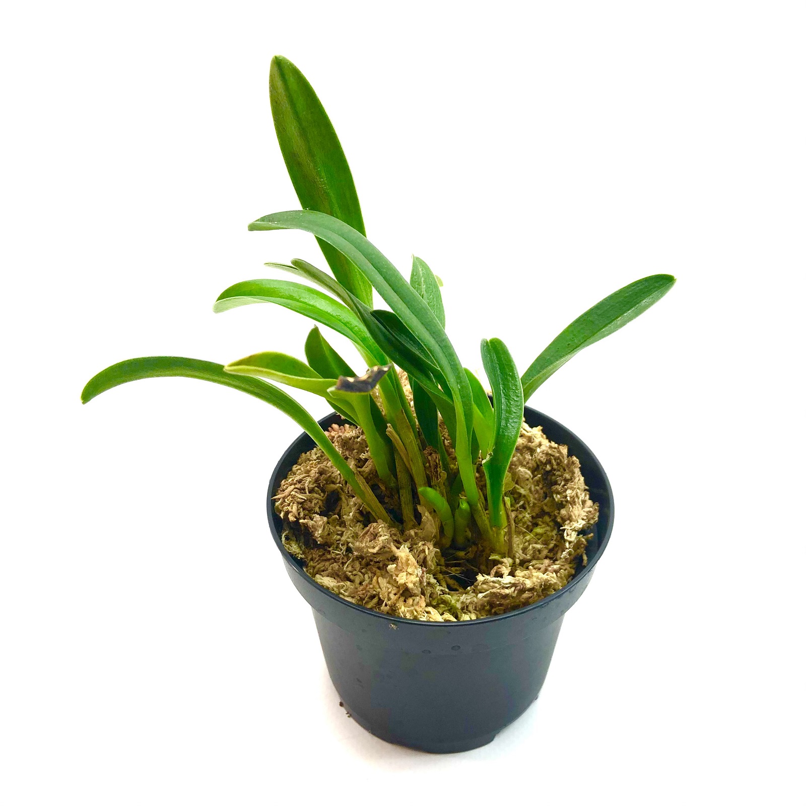 Masdevallia picea Orchidee