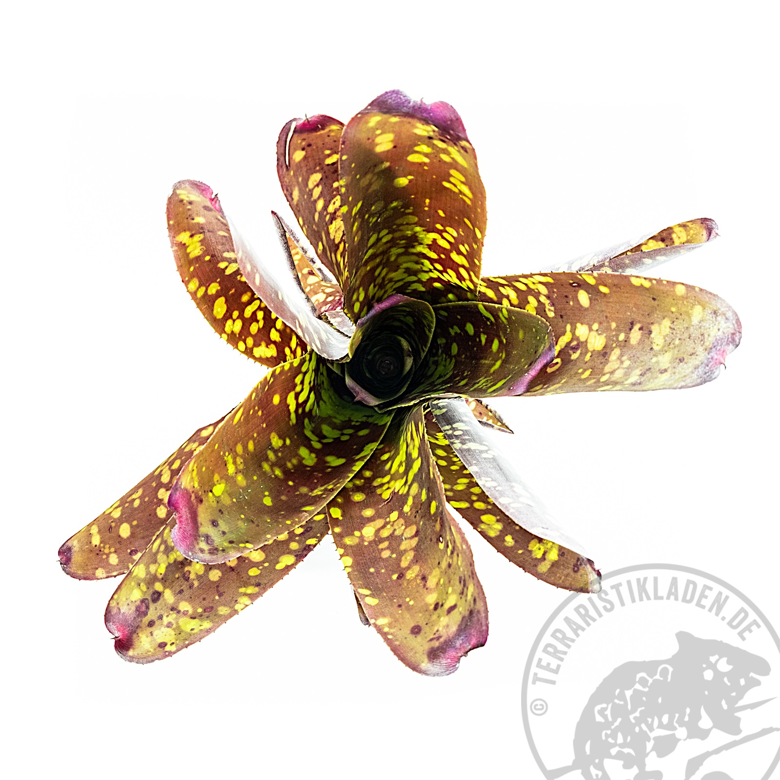 Neoregelia marmorata Bromelie
