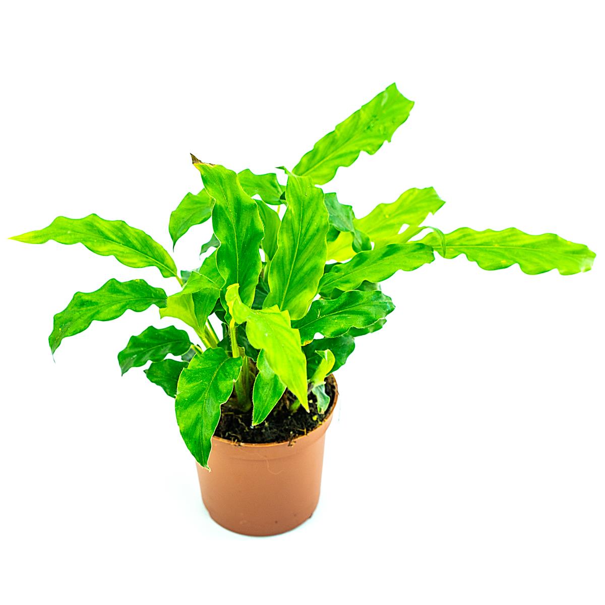 Calathea Pfeilwurz