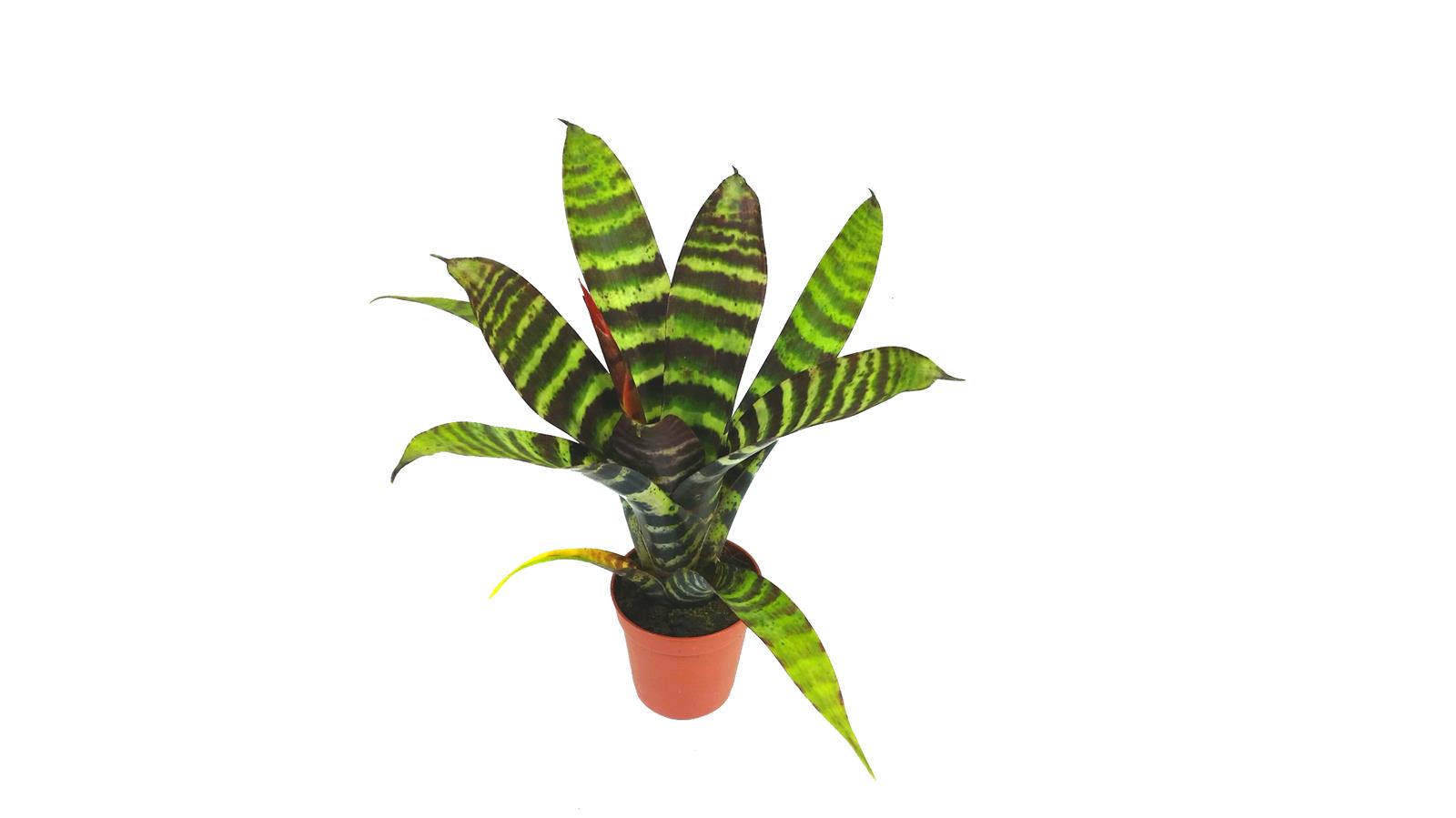 Vriesea splendens Mini Bromelie