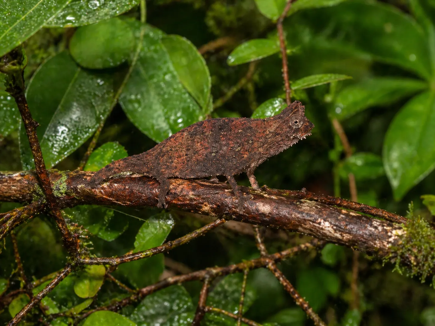 Brookesia superciliaris Blattchamäleon