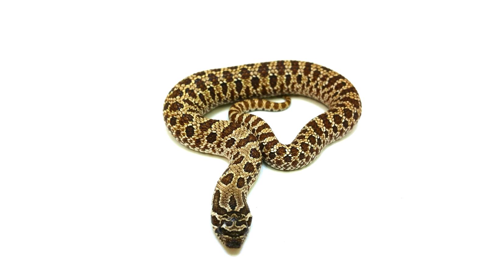 Heterodon nasicus 50%het Albino pos het Arctic