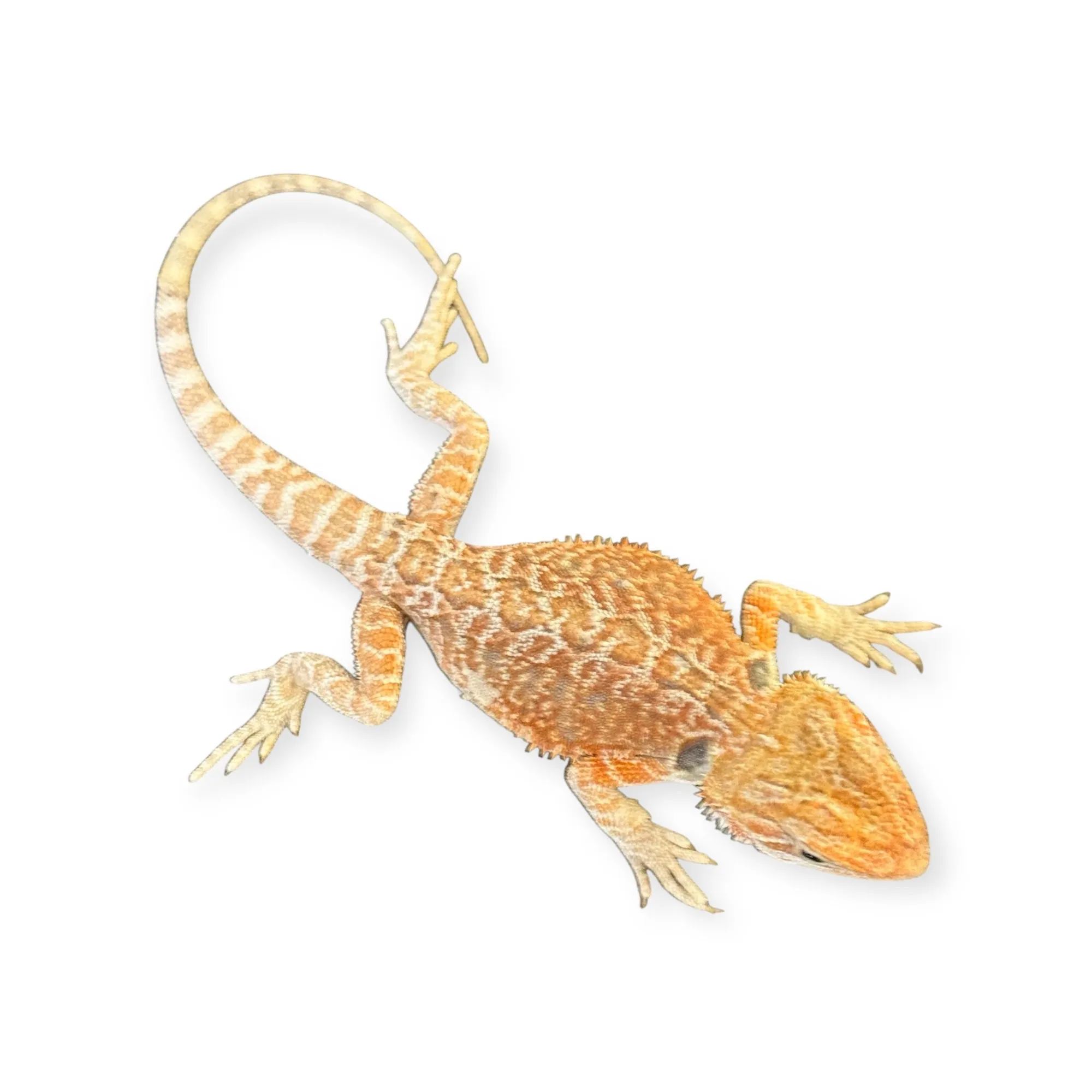 Hypo Cawley Super Red Bartagame