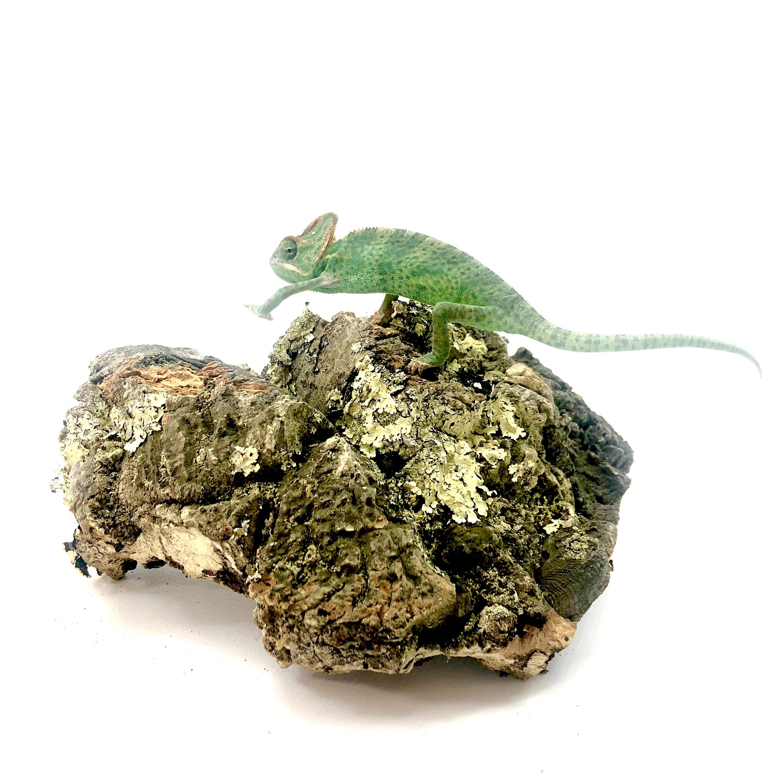 Chamaeleon calyptratus 