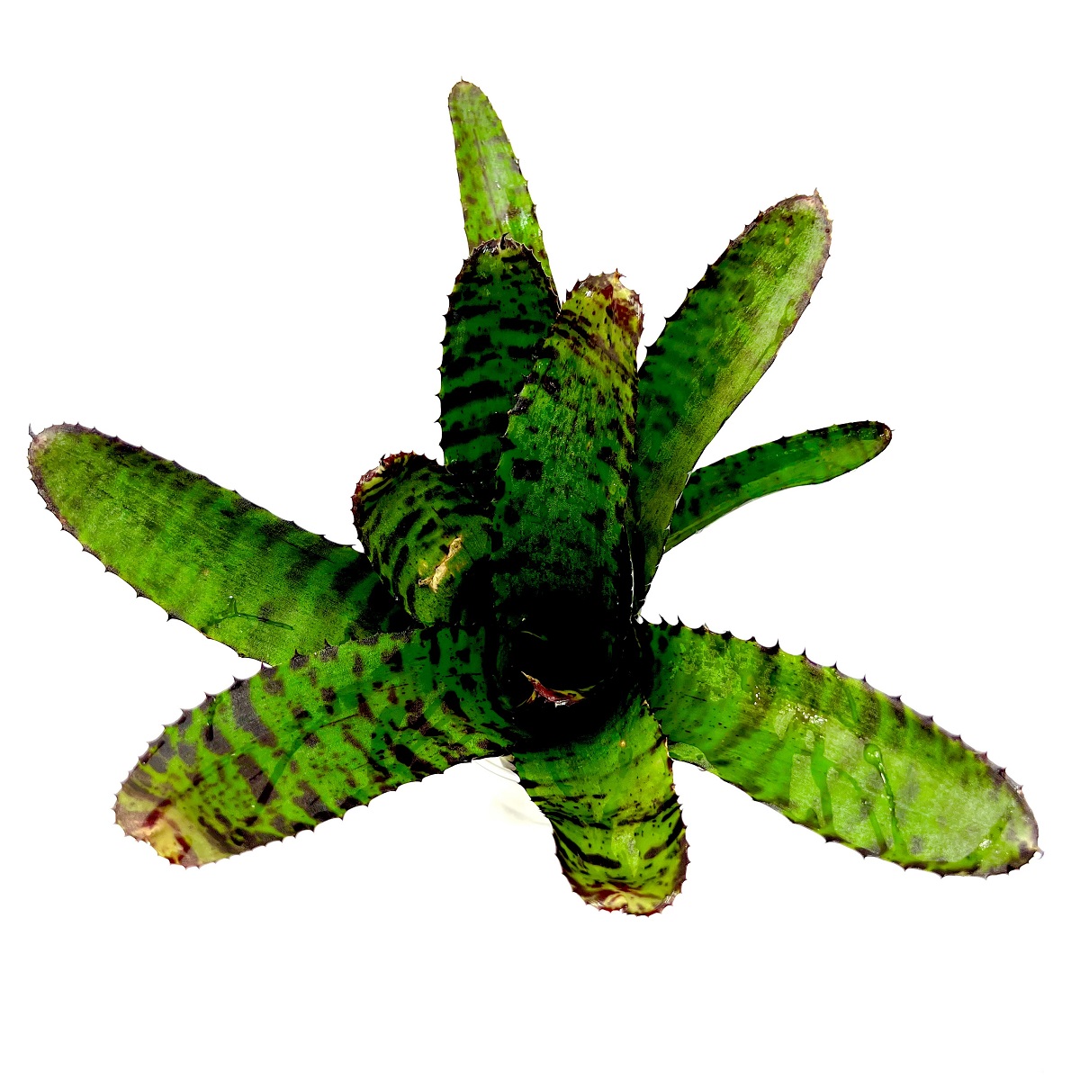 Neoregelia tiger Bromelie aus Kolumbien