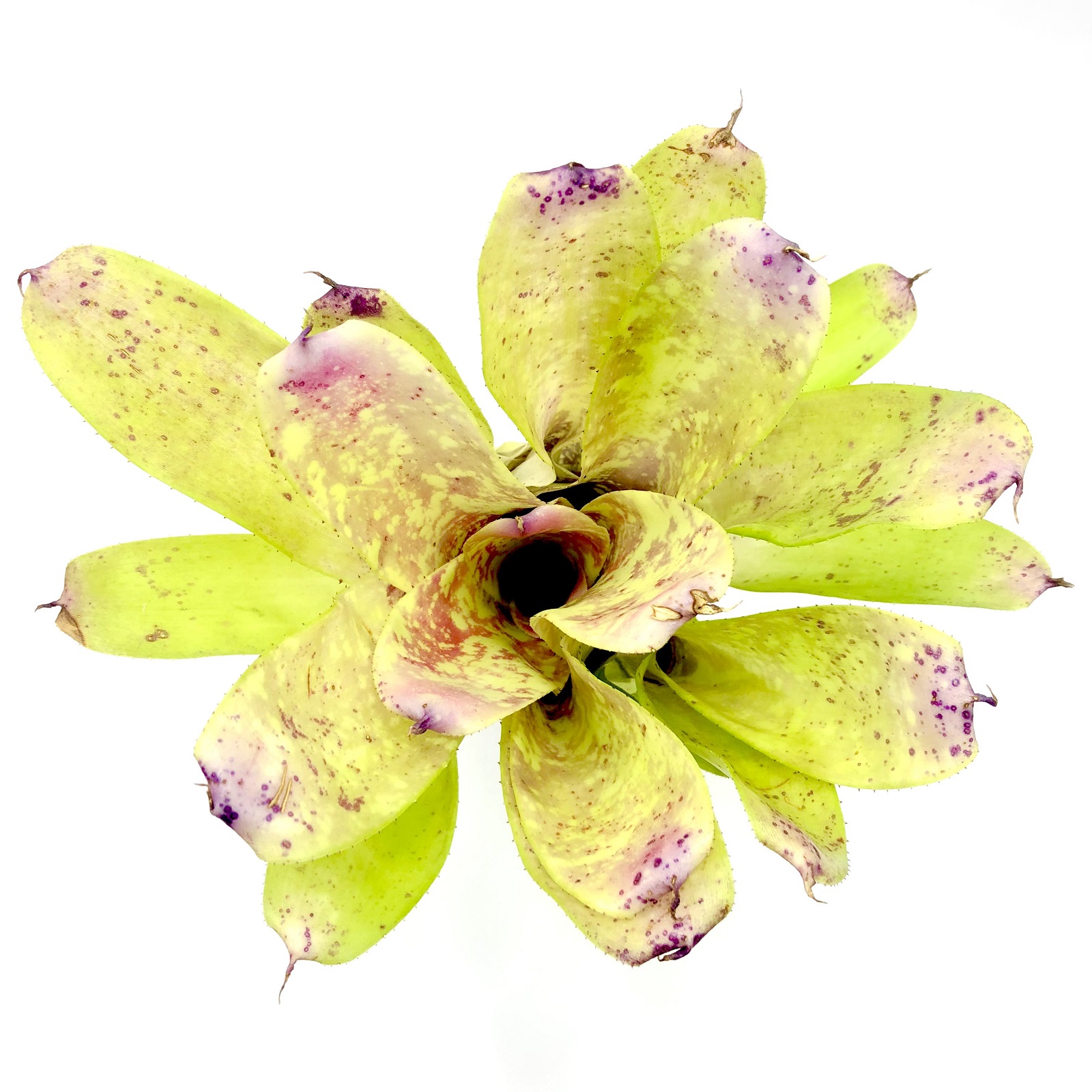 Neoregelia old love letter