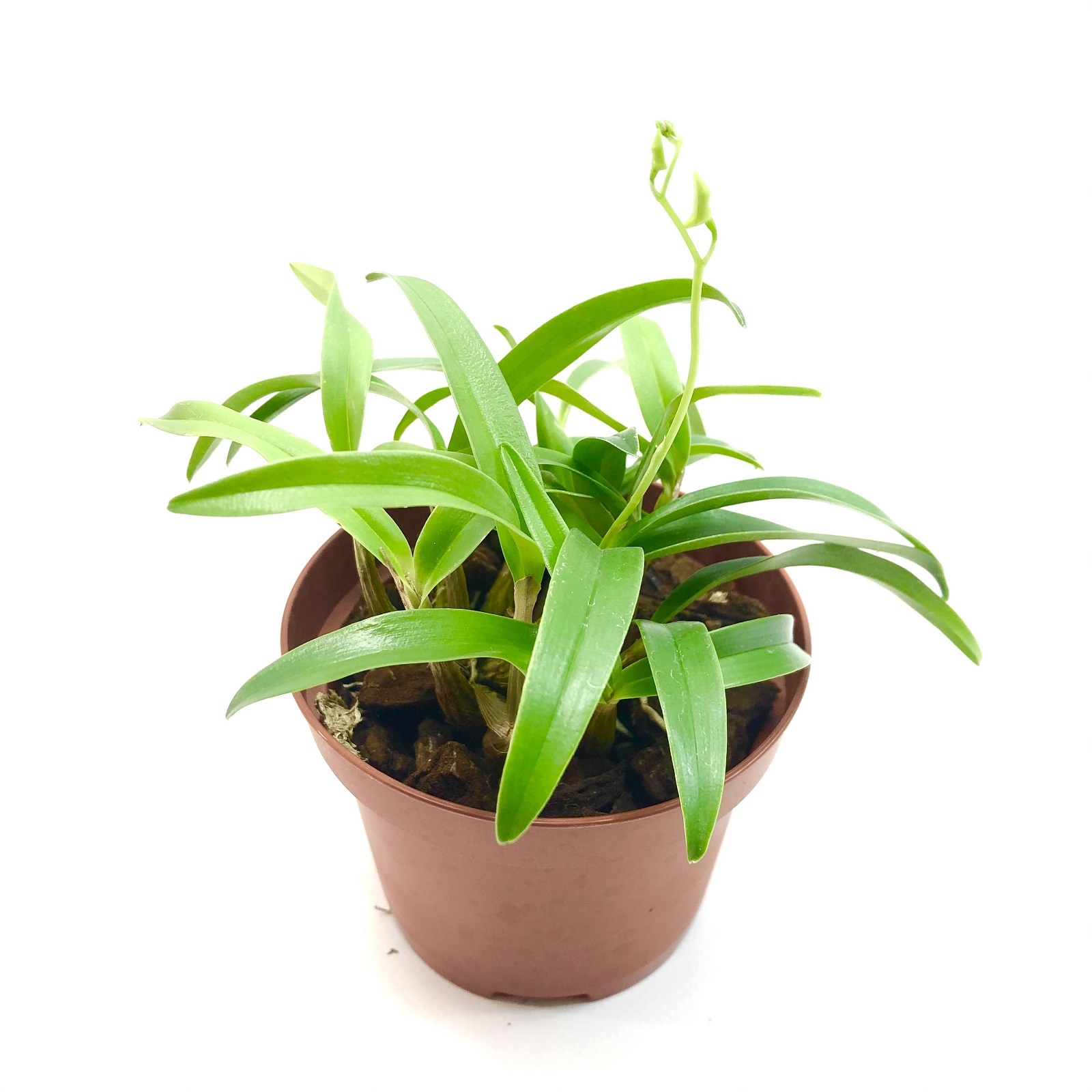 Dendrobium kingianum Orchidee
