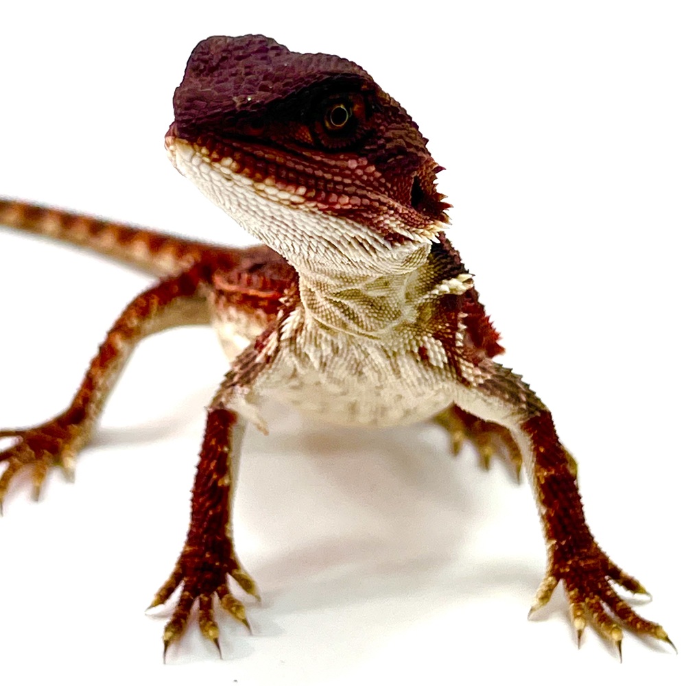 German Red Monster Bartagame Weibchen
