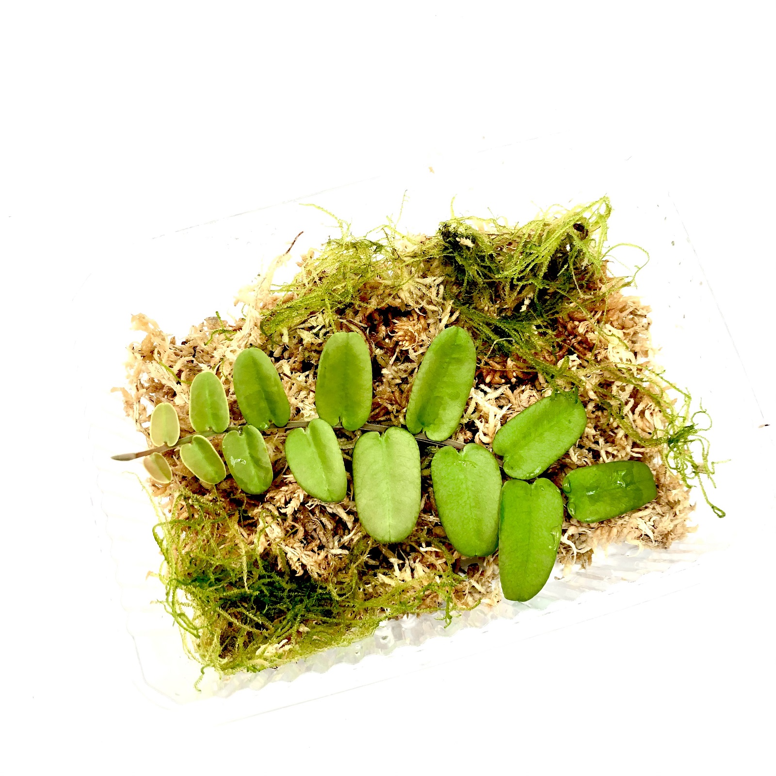 Marcgravia rectifolia