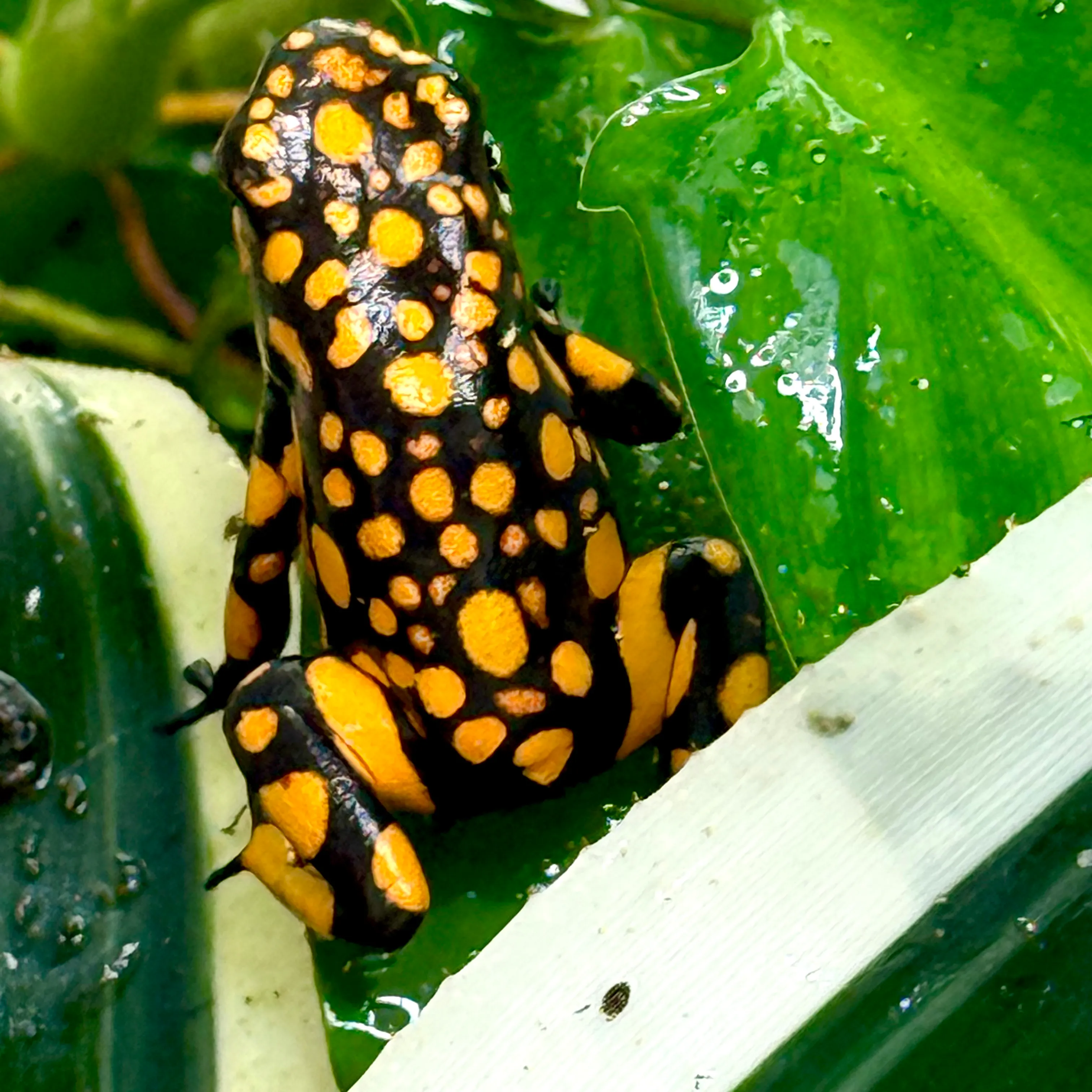 Oophaga histrionica Bahia Solano Zuchtgruppe